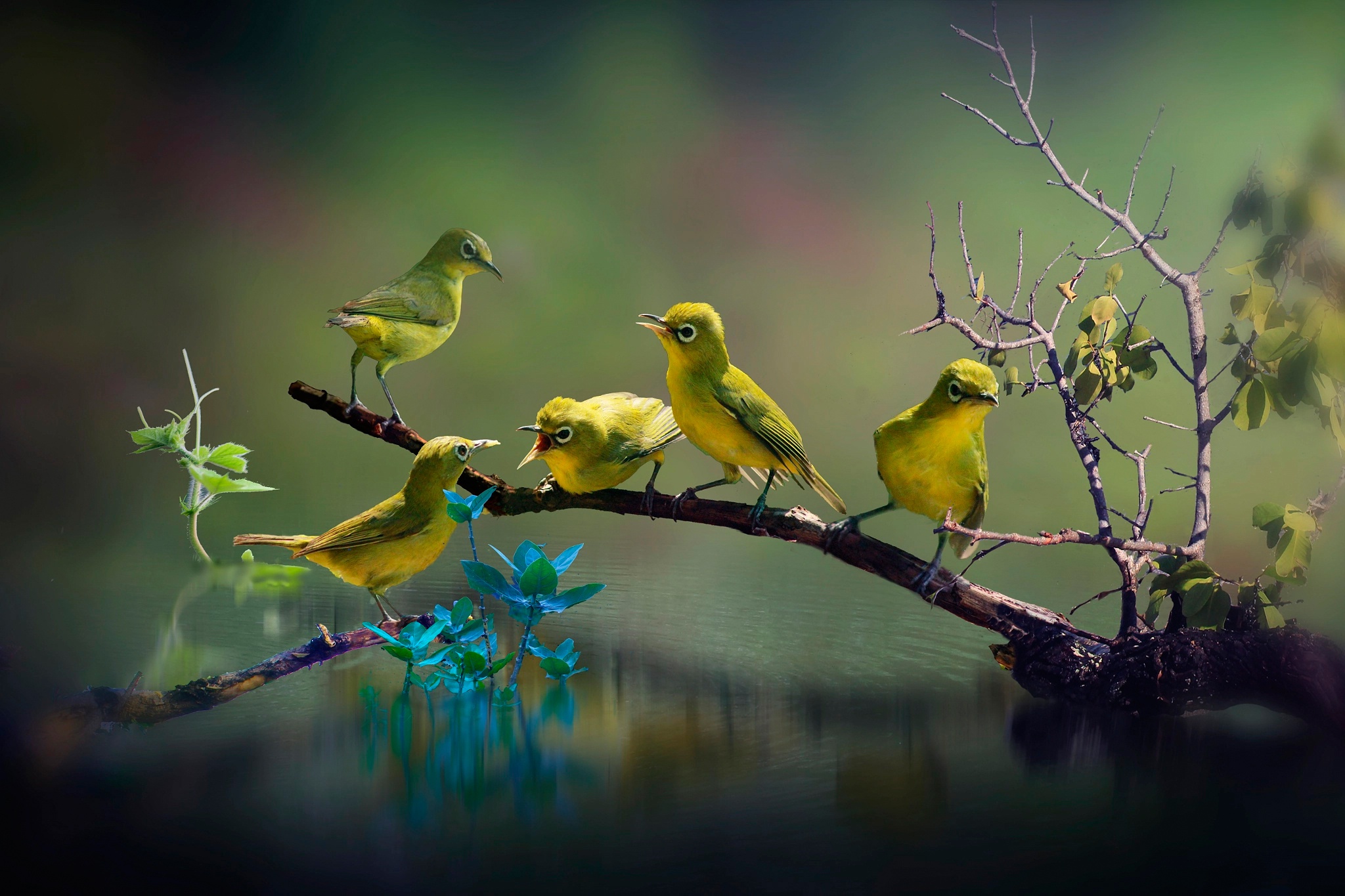 Free download wallpaper Birds, Bird, Branch, Animal on your PC desktop