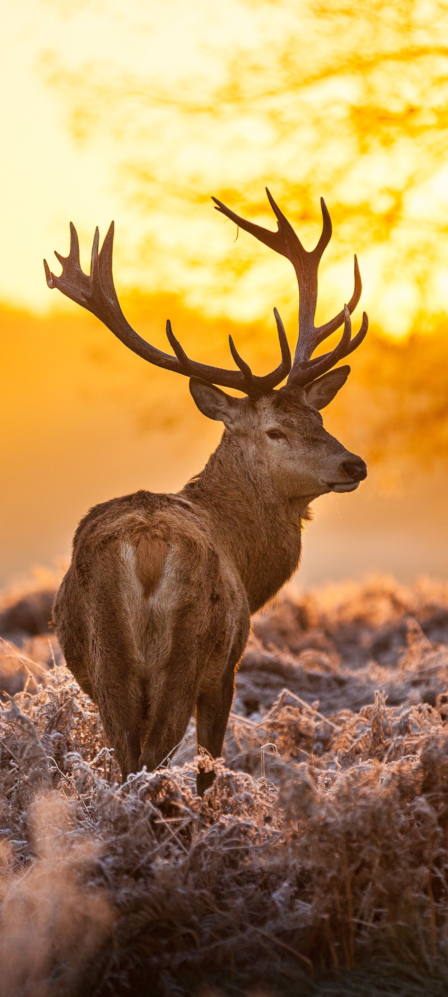 Download mobile wallpaper Sunset, Animal, Elk, Buck for free.