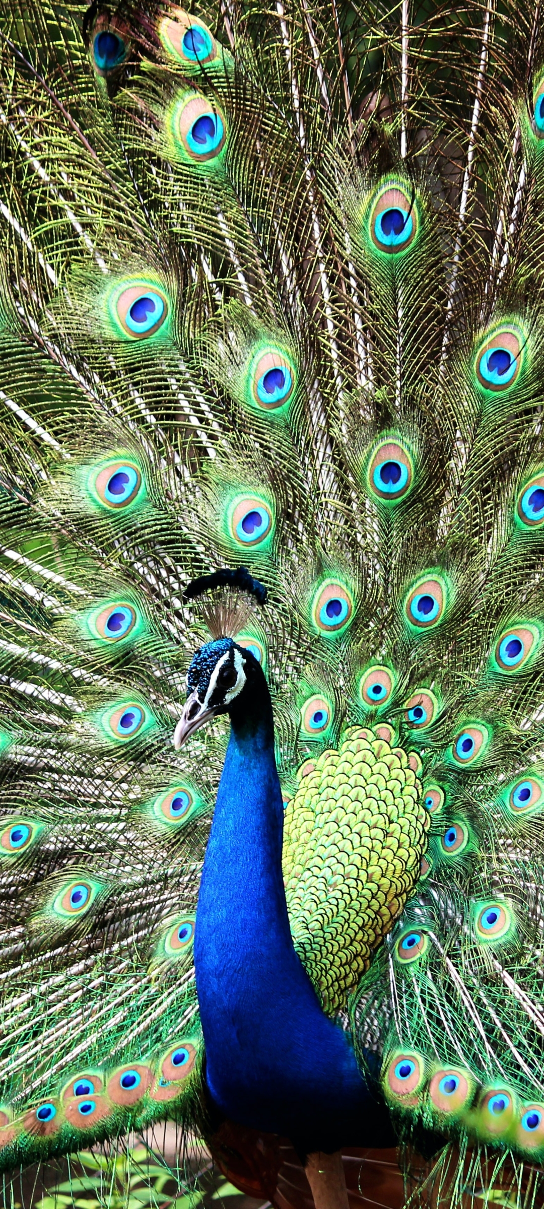 Download mobile wallpaper Birds, Bird, Animal, Peacock for free.