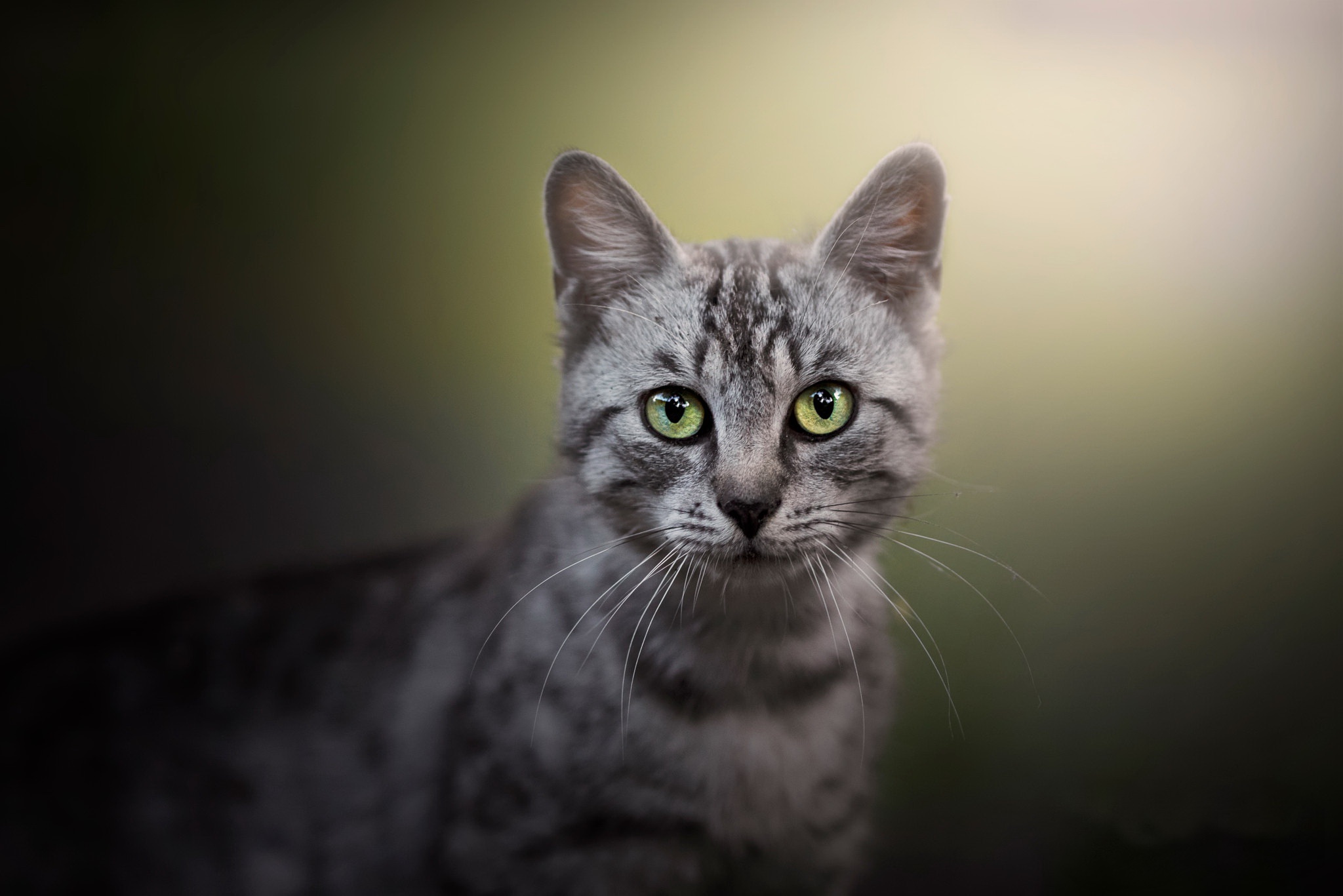 Baixe gratuitamente a imagem Gato, Gatos, Animais na área de trabalho do seu PC