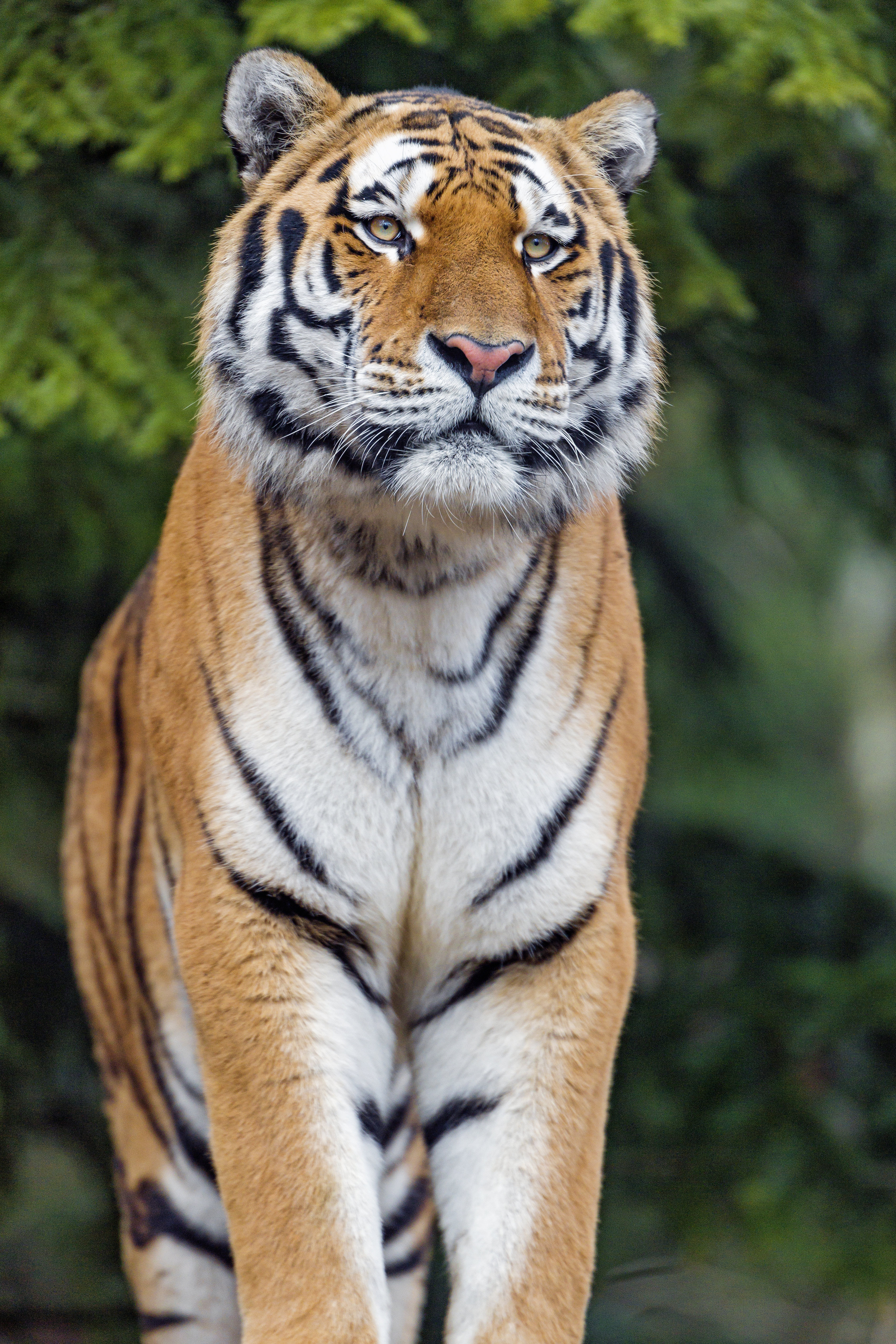 79986 скачать картинку большая кошка, тигр, животные, хищник, взгляд - обои и заставки бесплатно