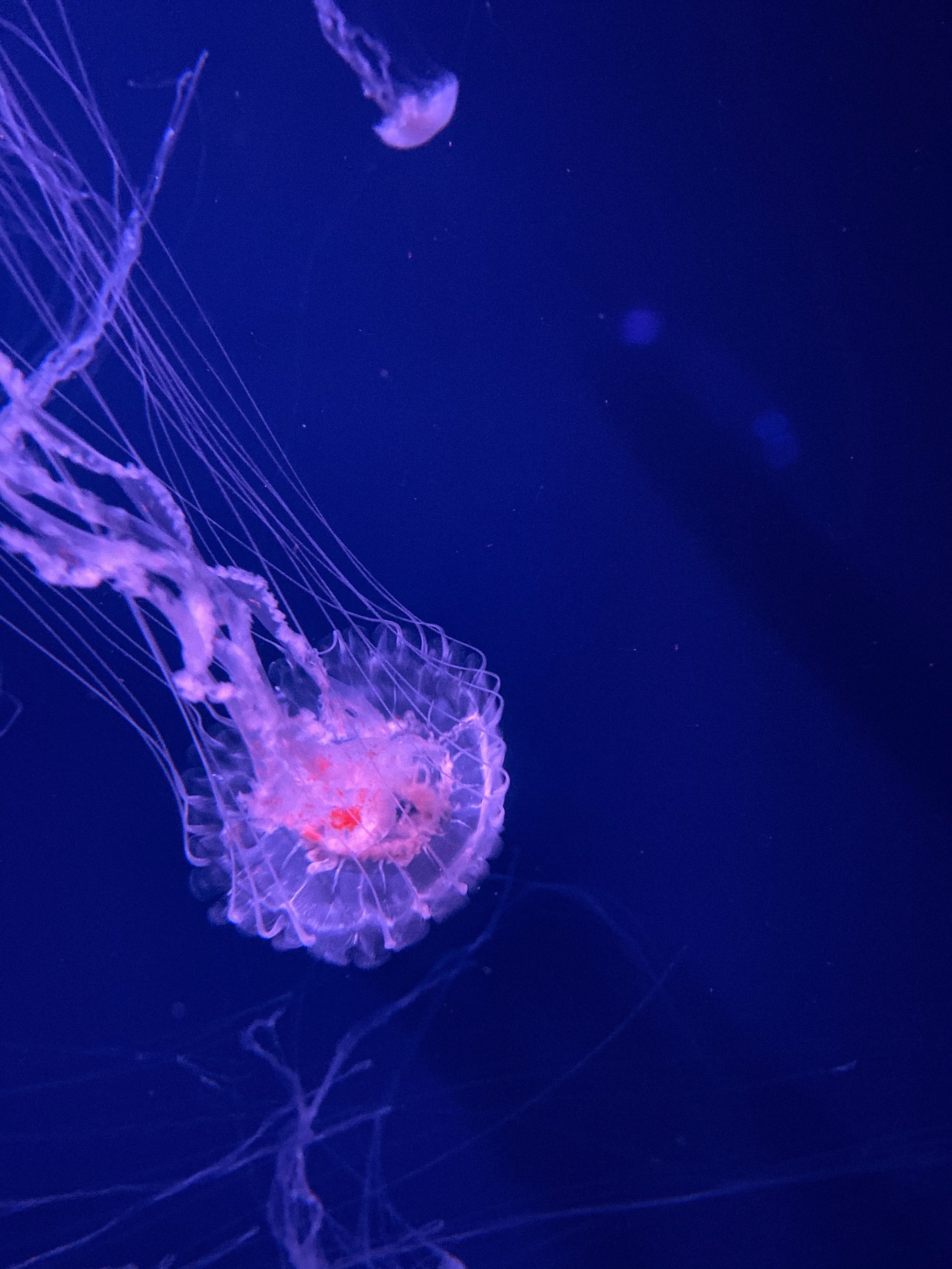 underwater, submarine, jellyfish, animals, water, transparent, tentacles HD wallpaper