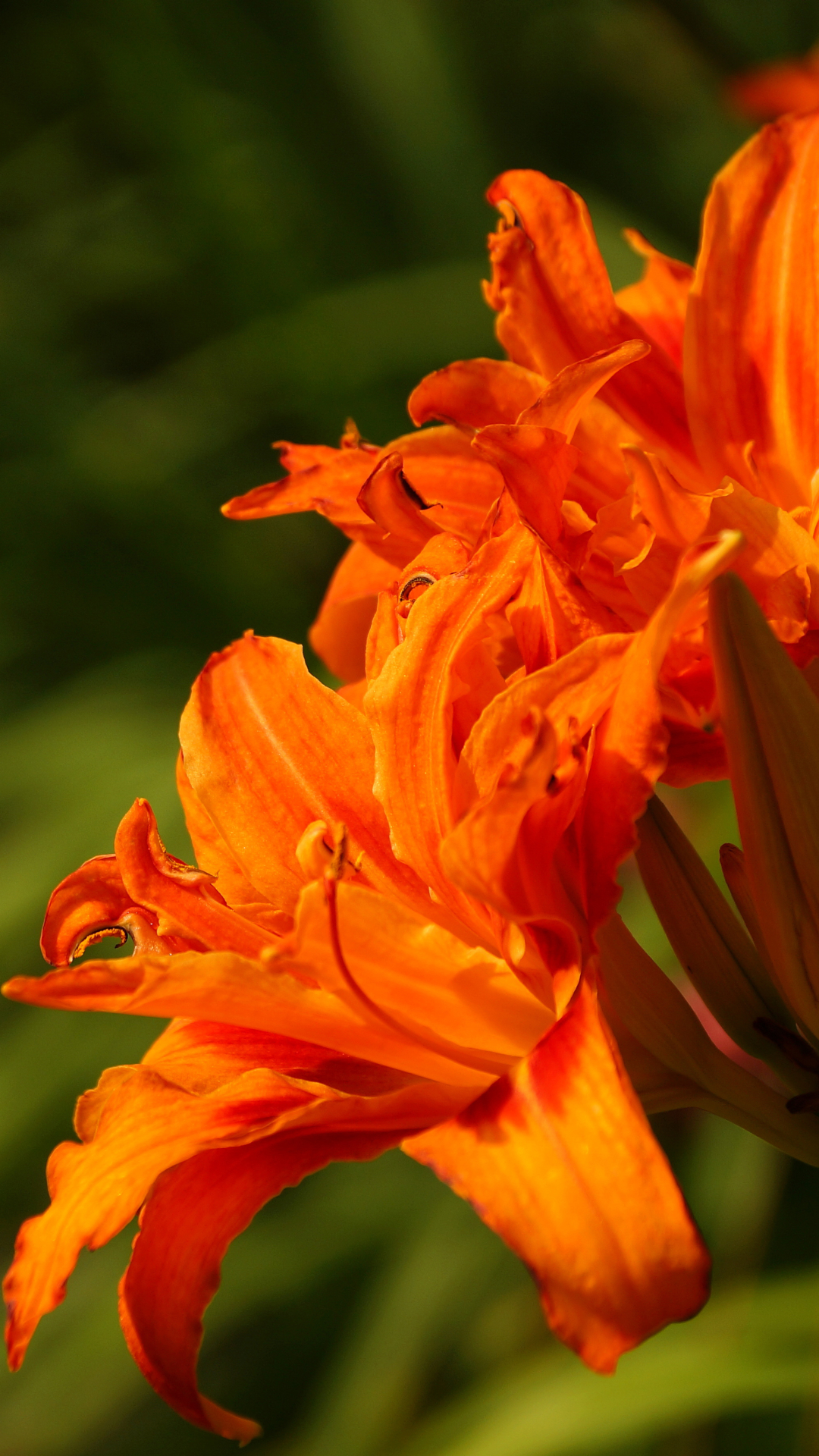 Download mobile wallpaper Nature, Flowers, Flower, Close Up, Earth, Lily, Orange Flower for free.