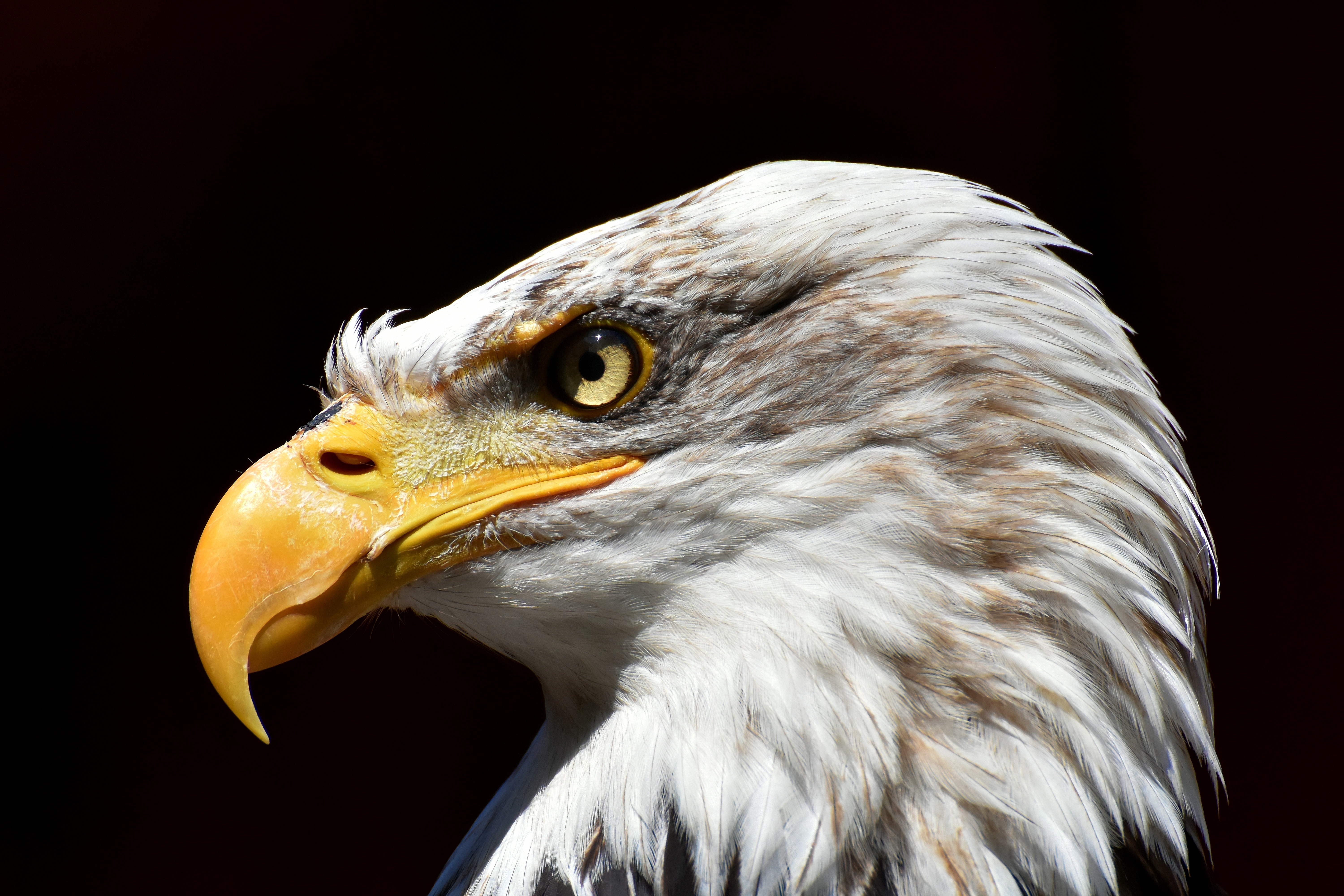 predator, bald eagle, animals, bird, beak, eagle, white headed eagle