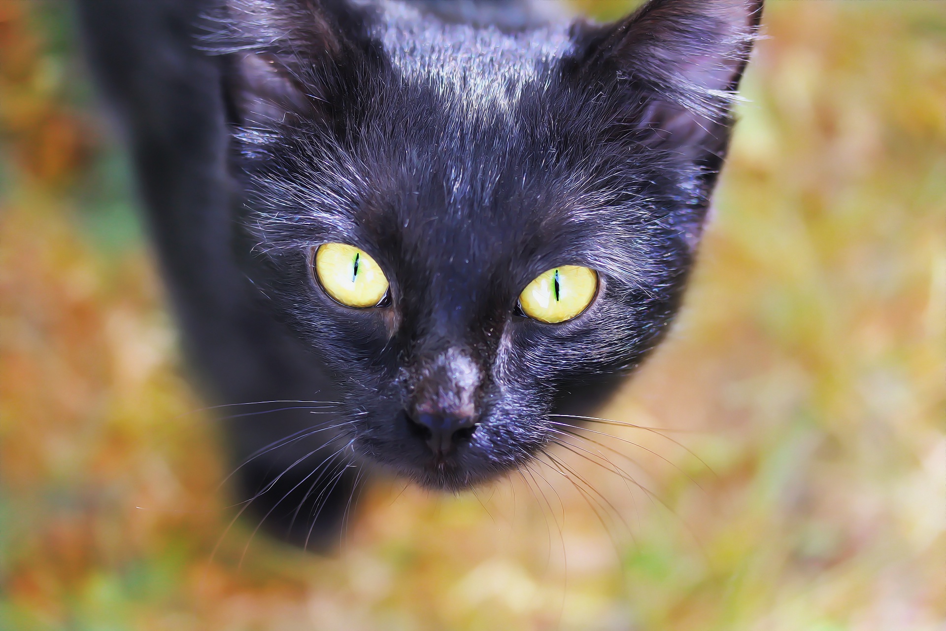 無料モバイル壁紙動物, ネコ, 猫, 見詰めるをダウンロードします。