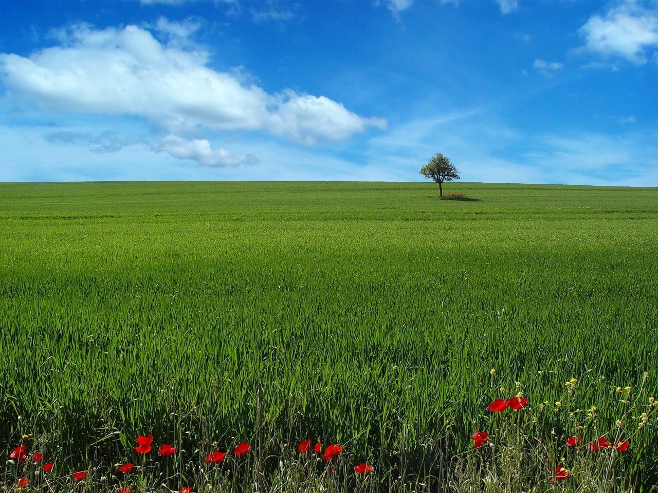 Download mobile wallpaper Sky, Grass, Landscape for free.