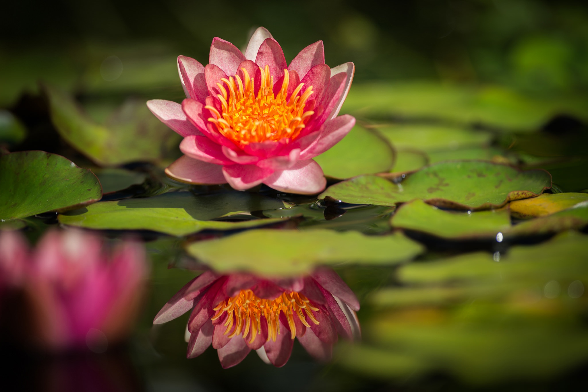 Download mobile wallpaper Flowers, Water, Lotus, Reflection, Flower, Earth, Pink Flower for free.