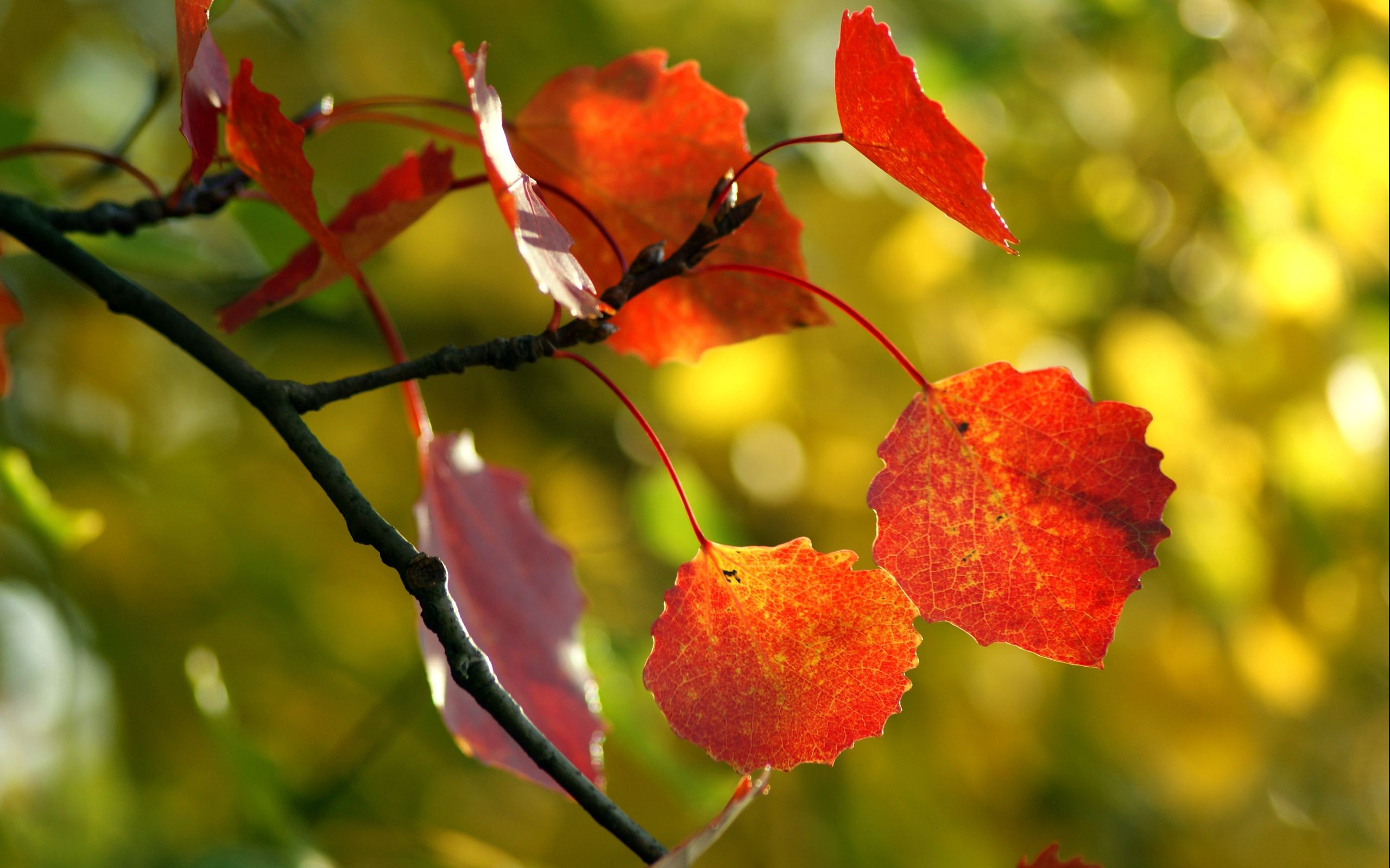 PCデスクトップに木, 葉, 大きい, マクロ, 木材, ブランチ, 枝, 秋画像を無料でダウンロード