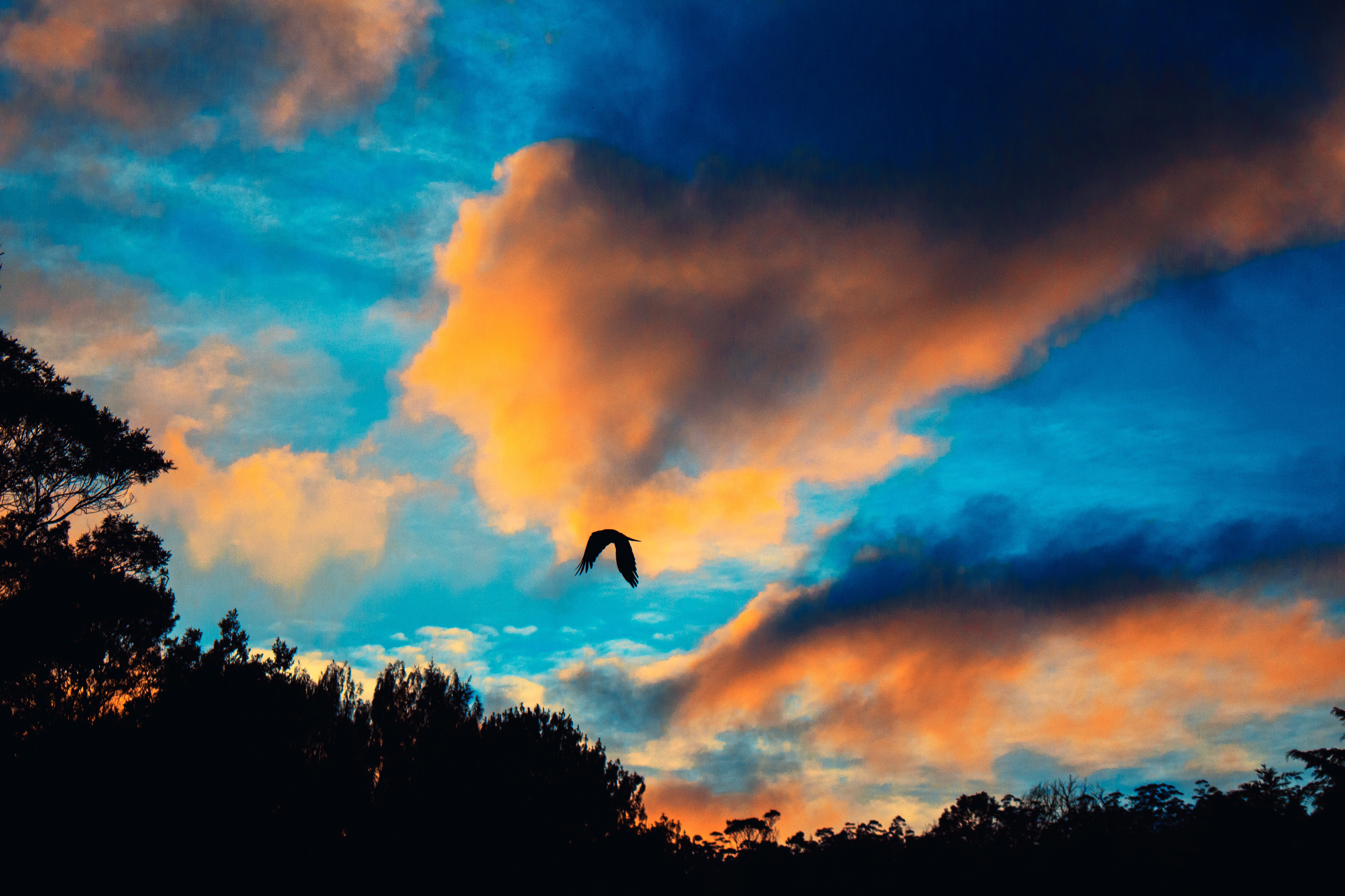 Laden Sie das Sky, Clouds, Natur, Vogel, Flug-Bild kostenlos auf Ihren PC-Desktop herunter