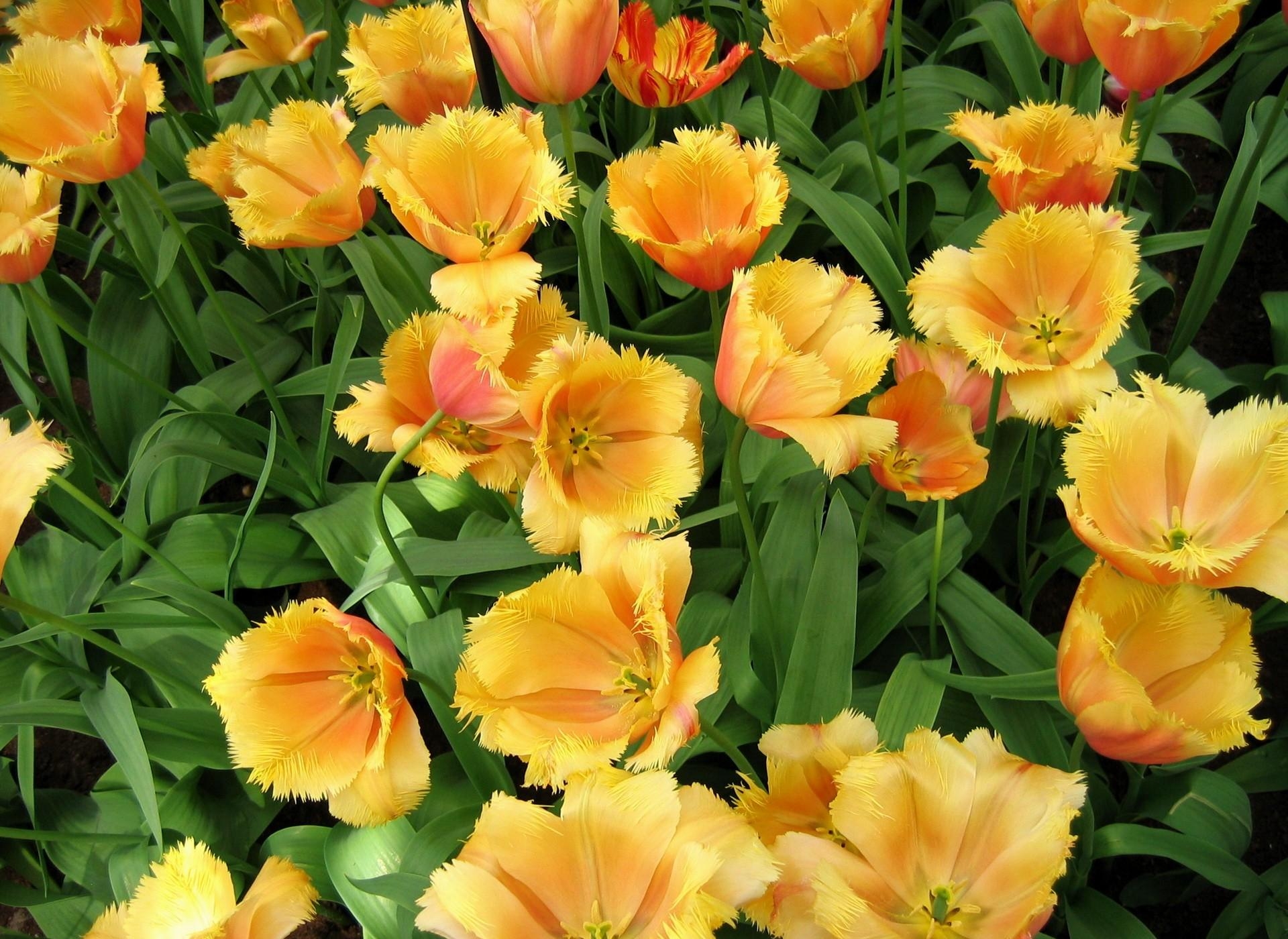 142474 скачать обои тюльпаны, клумба, цветы, весна, распущенные, махровые, зелень - заставки и картинки бесплатно