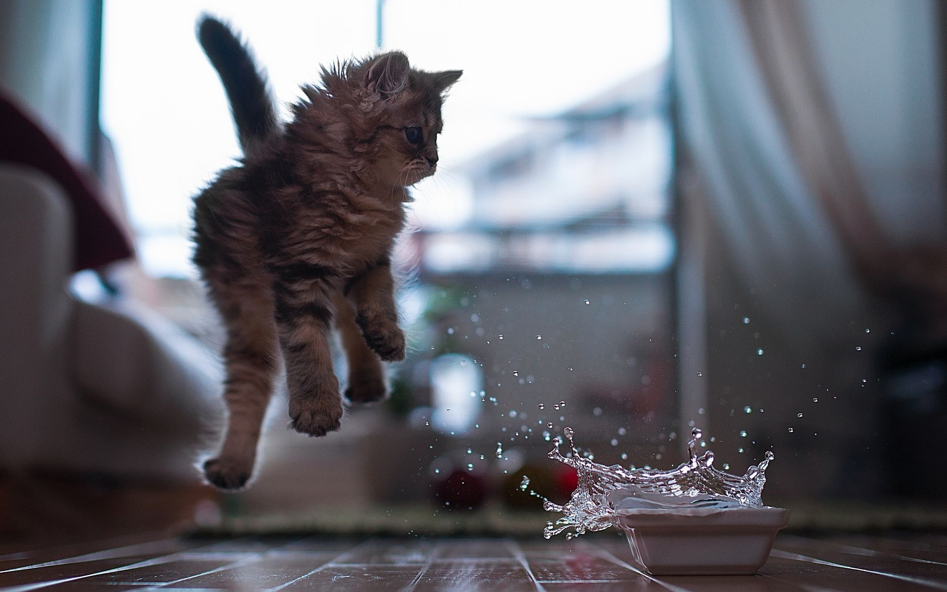 Baixar papel de parede para celular de Animais, Gato gratuito.