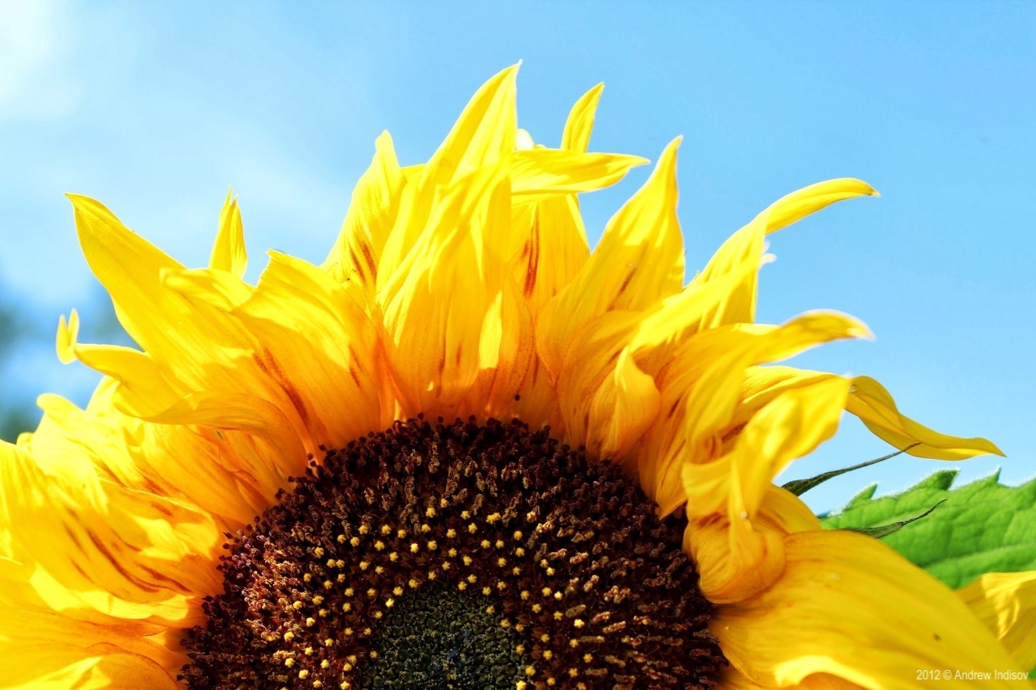 Free download wallpaper Sunflower, Flowers, Earth on your PC desktop