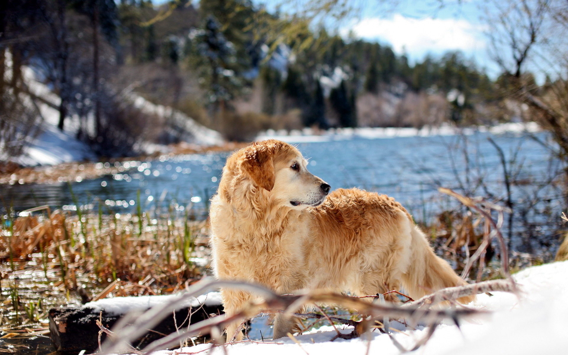 Téléchargez gratuitement l'image Animaux, Chiens, Chien sur le bureau de votre PC