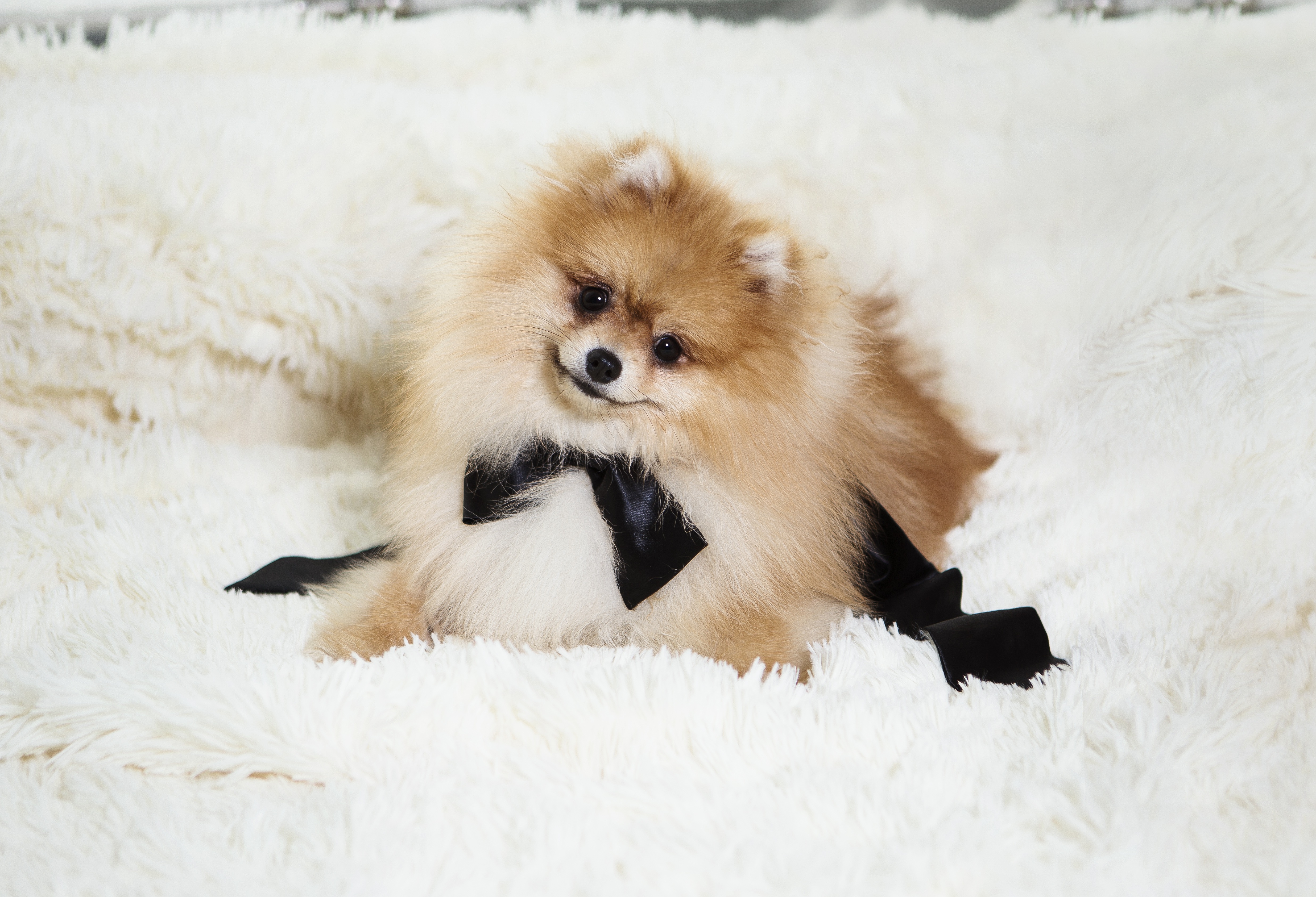 Free download wallpaper Dogs, Dog, Animal, Puppy, Spitz, Pomeranian on your PC desktop