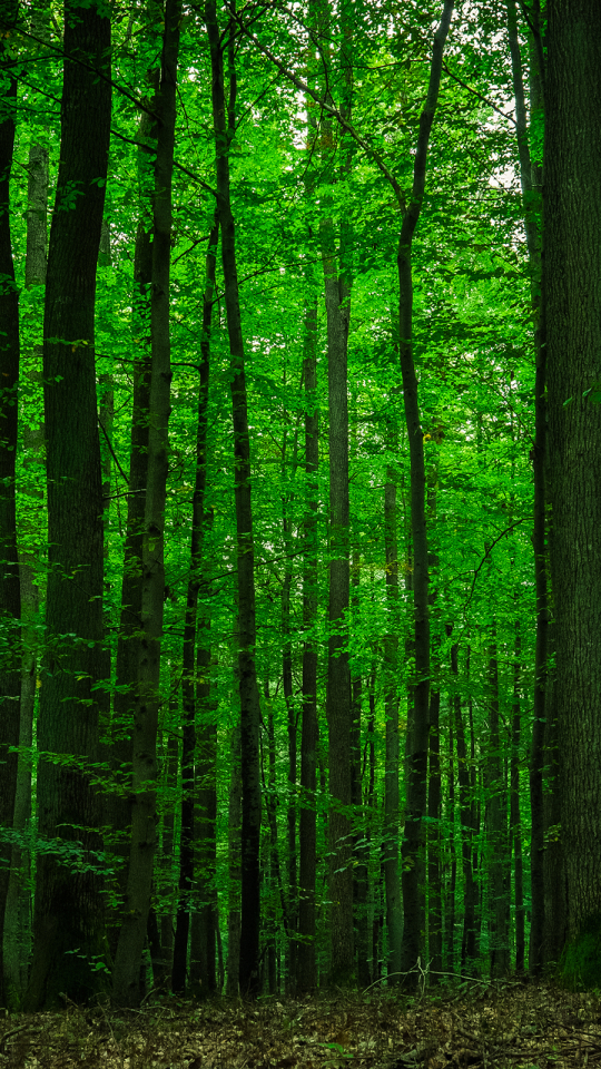 Скачать картинку Лес, Дерево, Земля, Зеленый, Земля/природа в телефон бесплатно.