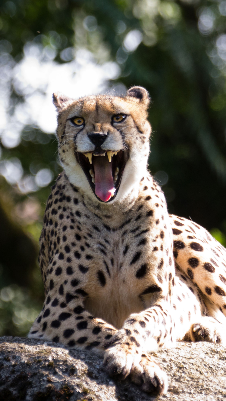 Download mobile wallpaper Cats, Cheetah, Animal, Bokeh for free.