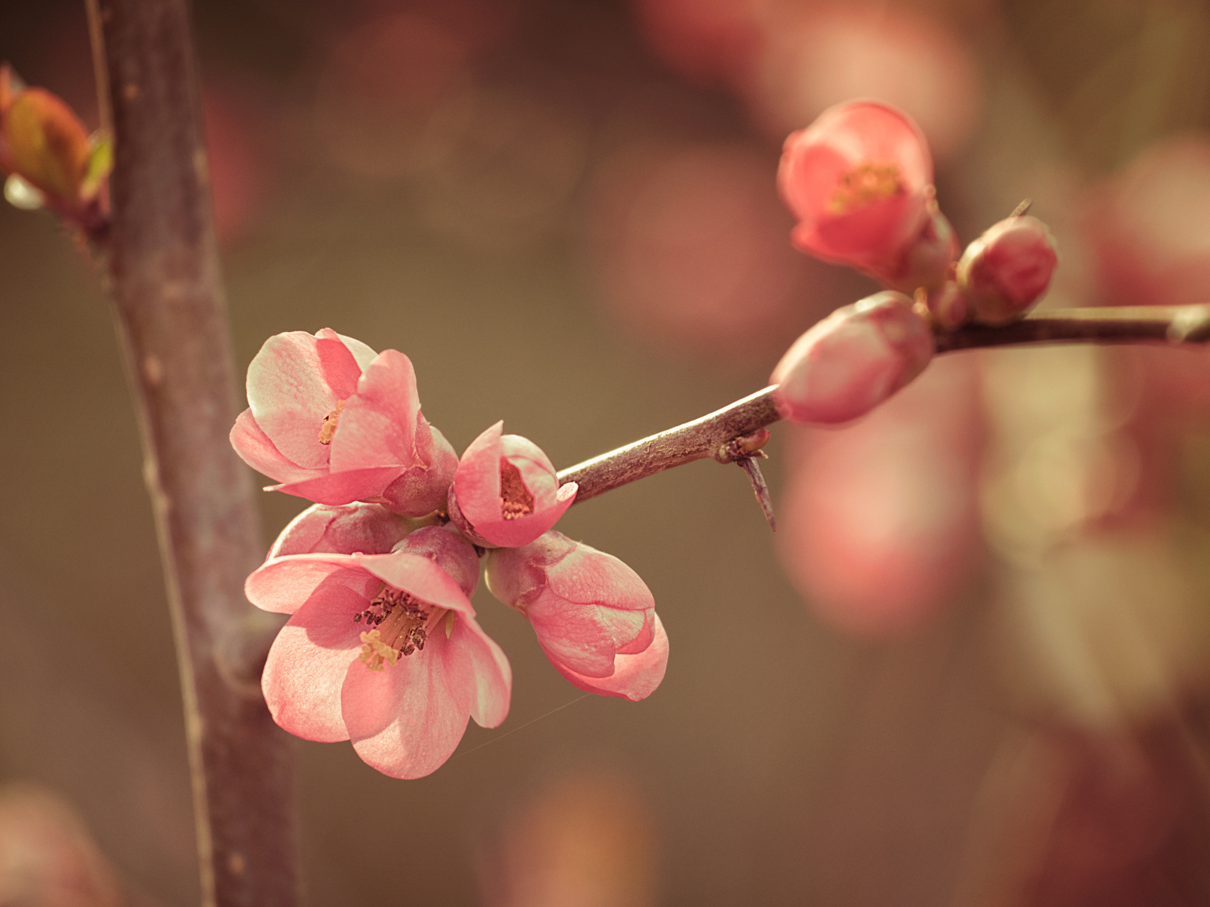 無料モバイル壁紙自然, 咲く, 花, 開花, 春をダウンロードします。