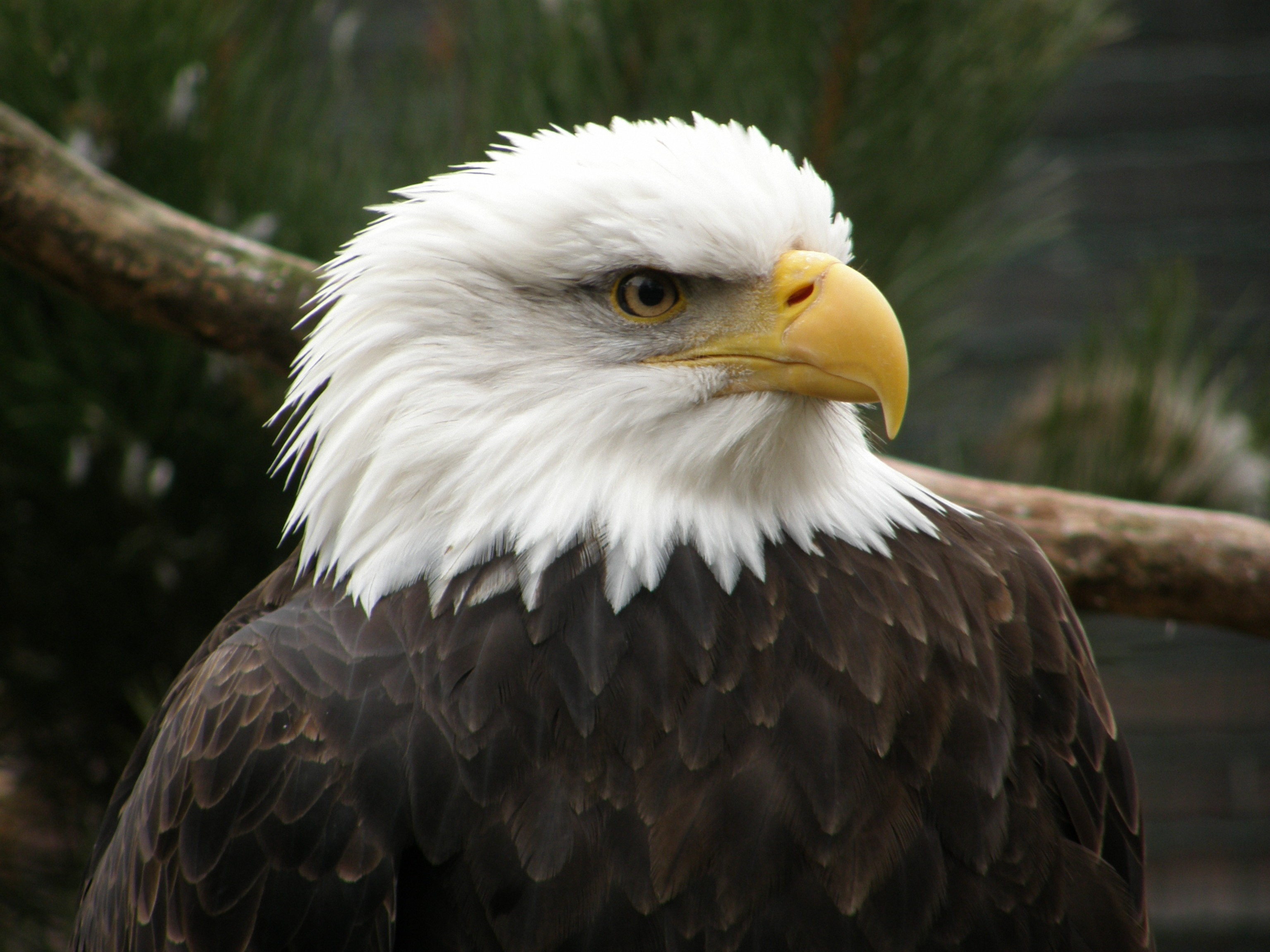 Baixar papel de parede para celular de Águia De Cabeça Branca, Aves, Animais gratuito.