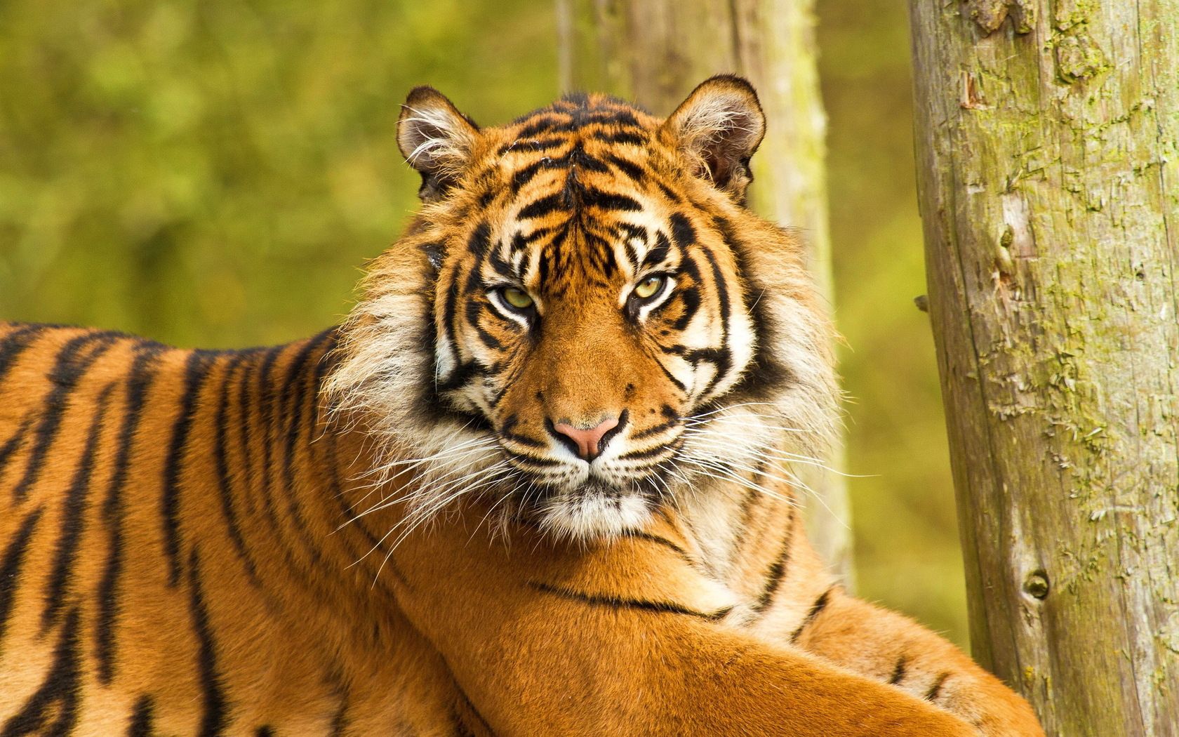 155706 Bild herunterladen tiere, sitzen, schnauze, gestreift, raubtier, predator, große katze, big cat, tiger - Hintergrundbilder und Bildschirmschoner kostenlos