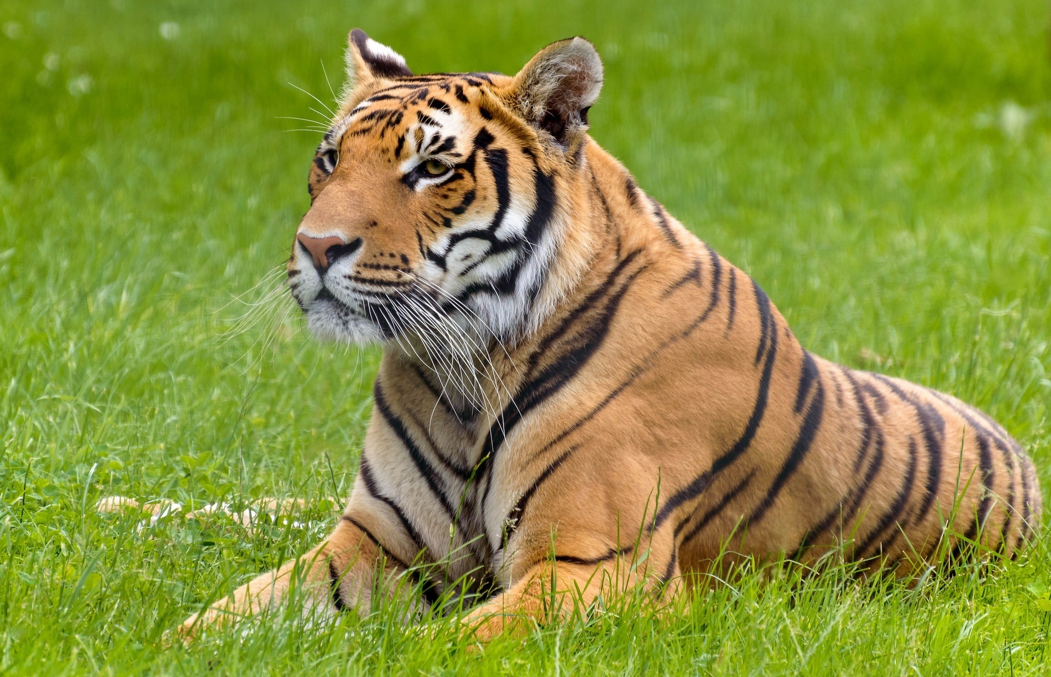 Baixar papel de parede para celular de Gatos, Animais, Tigre gratuito.