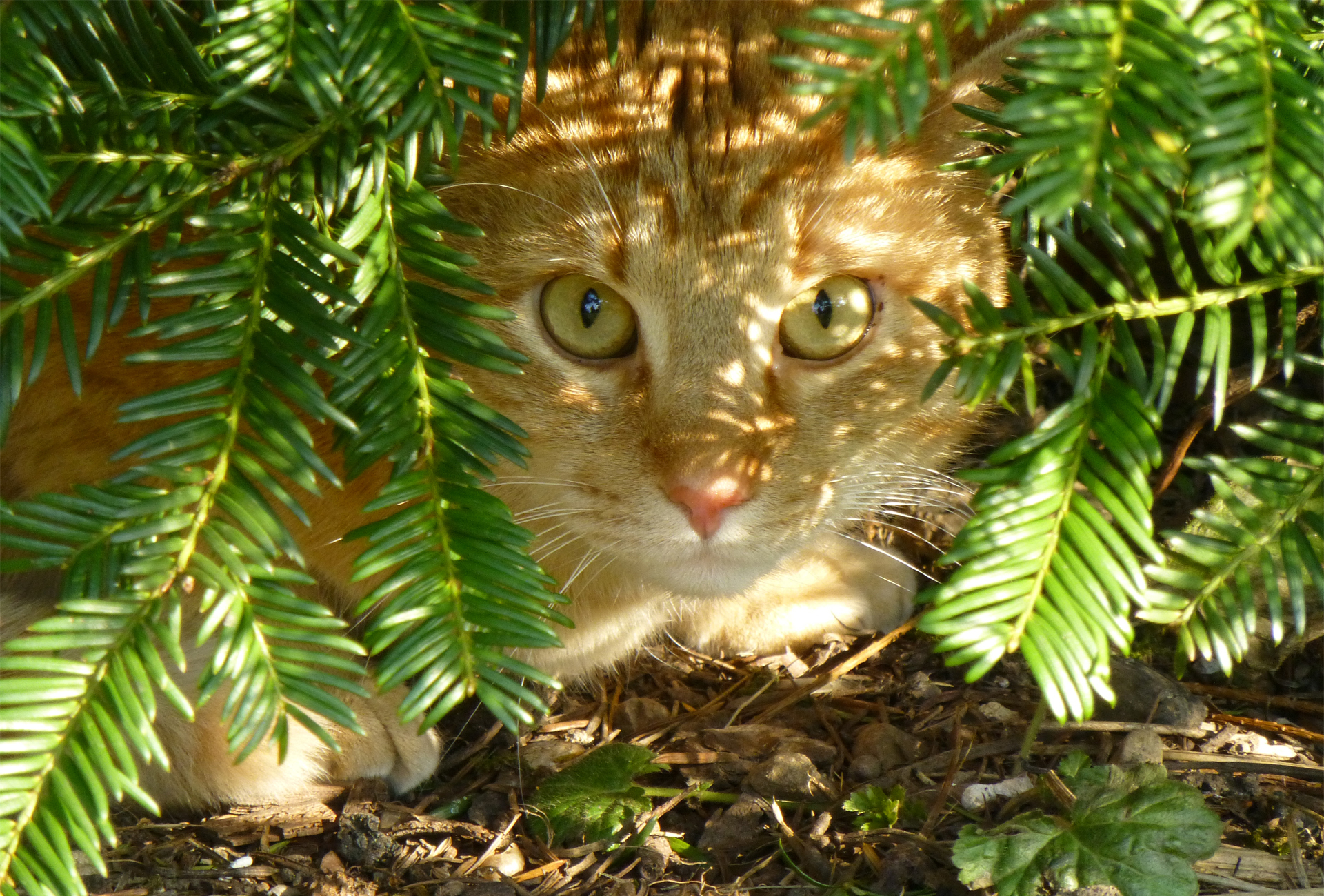 Descarga gratuita de fondo de pantalla para móvil de Gato, Gatos, Animales.