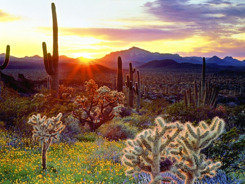 landscape, nature, cactuses 4K Ultra