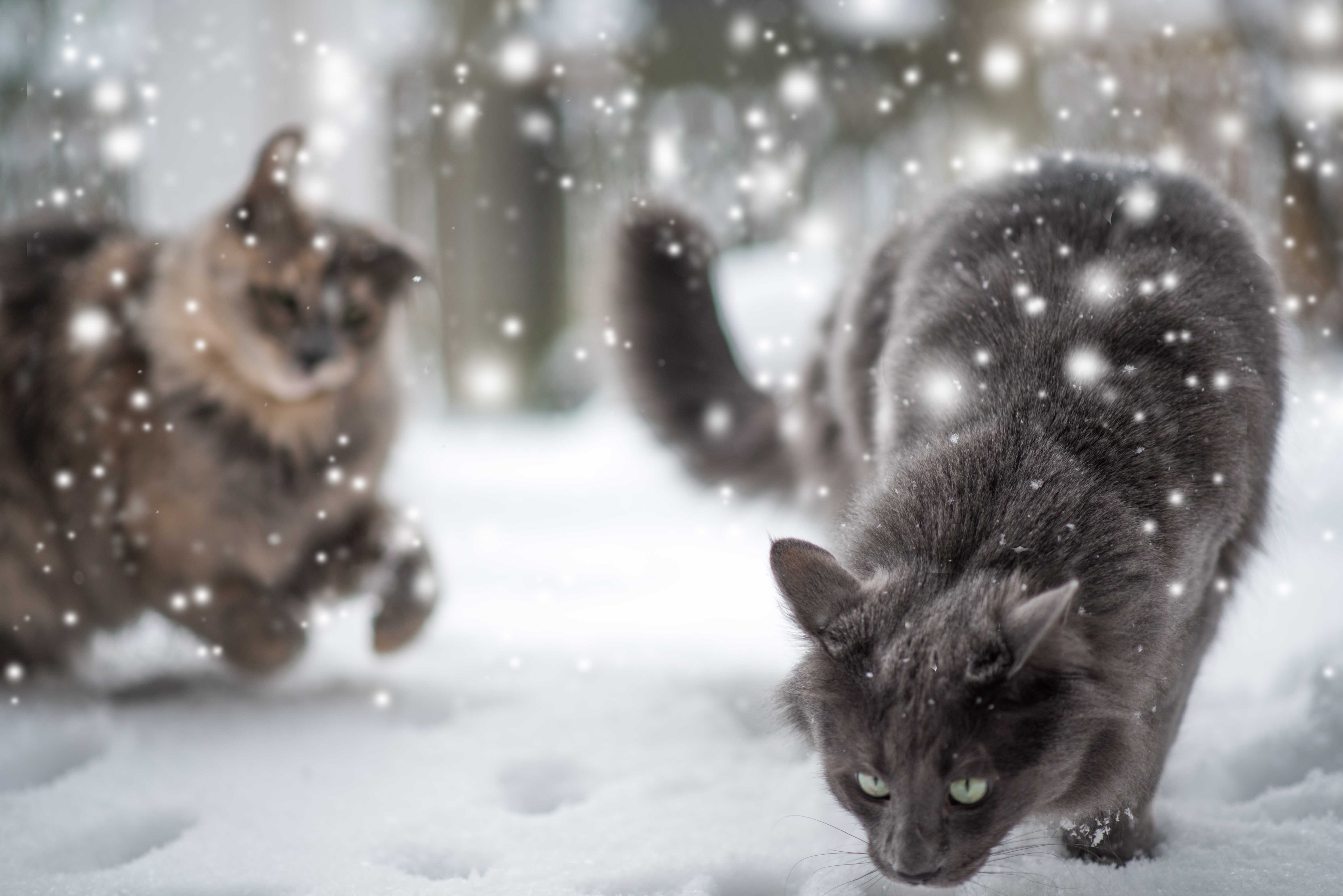 無料モバイル壁紙動物, 冬, ネコ, 猫, 降雪をダウンロードします。