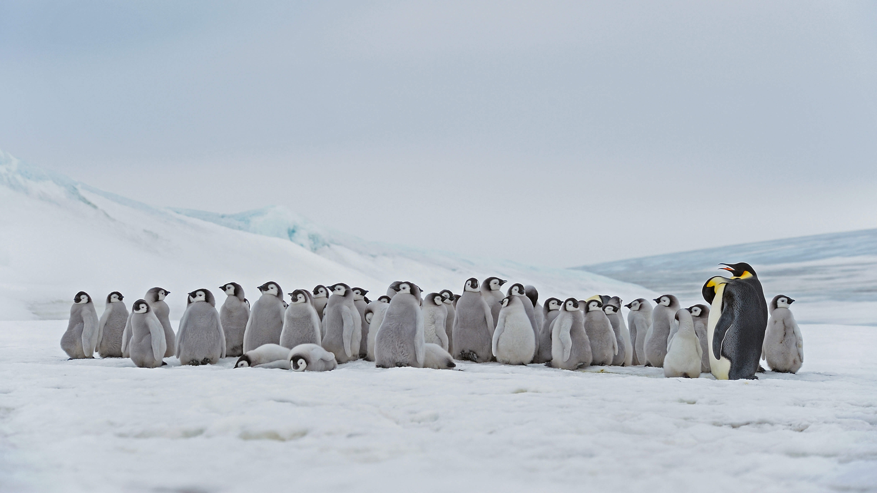 Скачать картинку Животные, Птицы, Антарктида, Пингвин, Императорский Пингвин в телефон бесплатно.