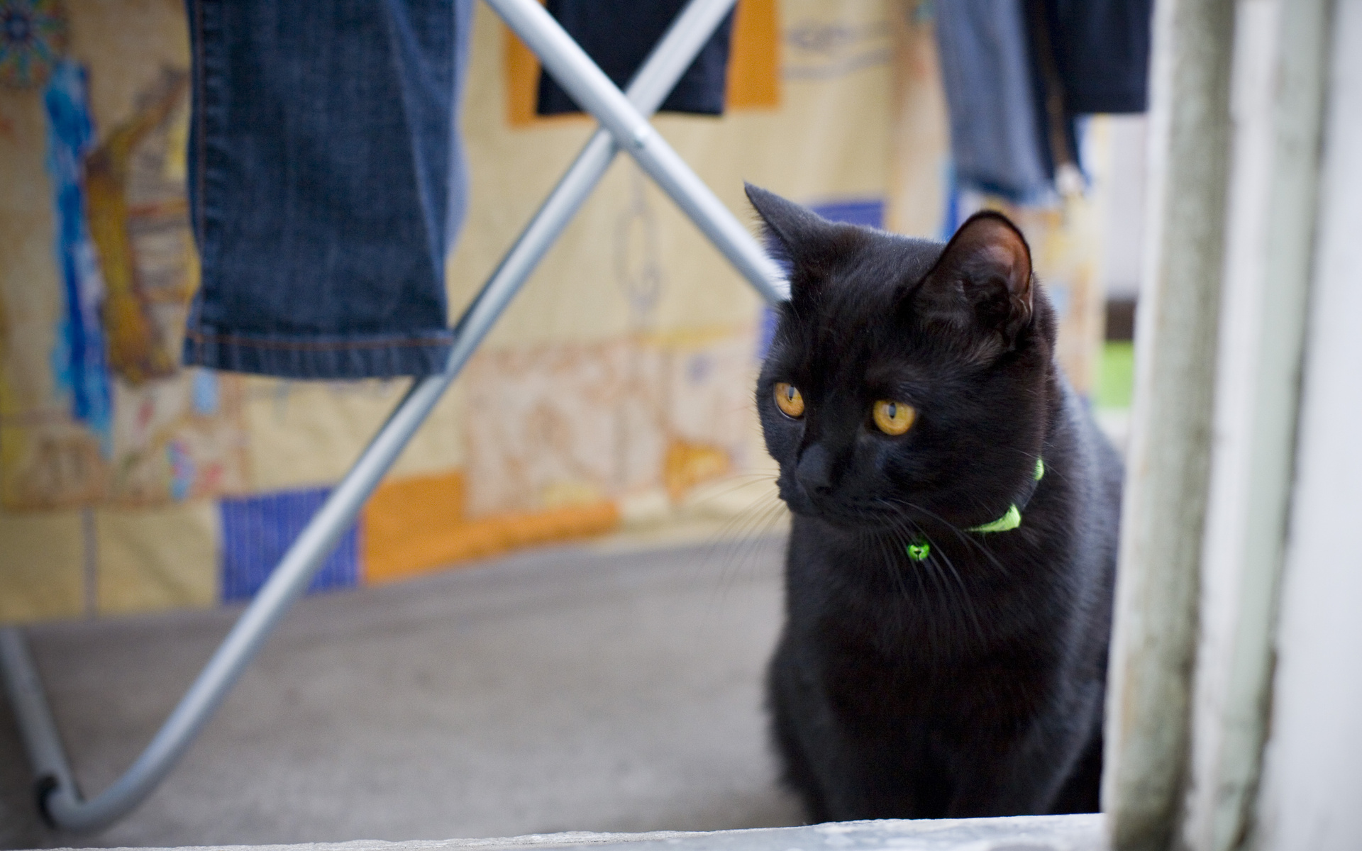 無料モバイル壁紙動物, ネコ, 猫をダウンロードします。