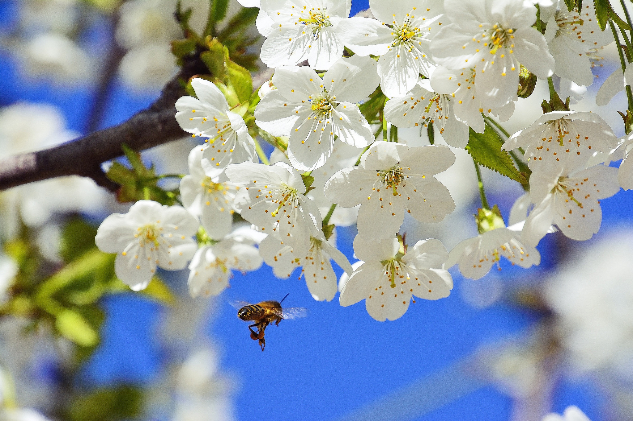 Download mobile wallpaper Nature, Insects, Flower, Insect, Bee, Animal, Spring, White Flower, Blossom for free.