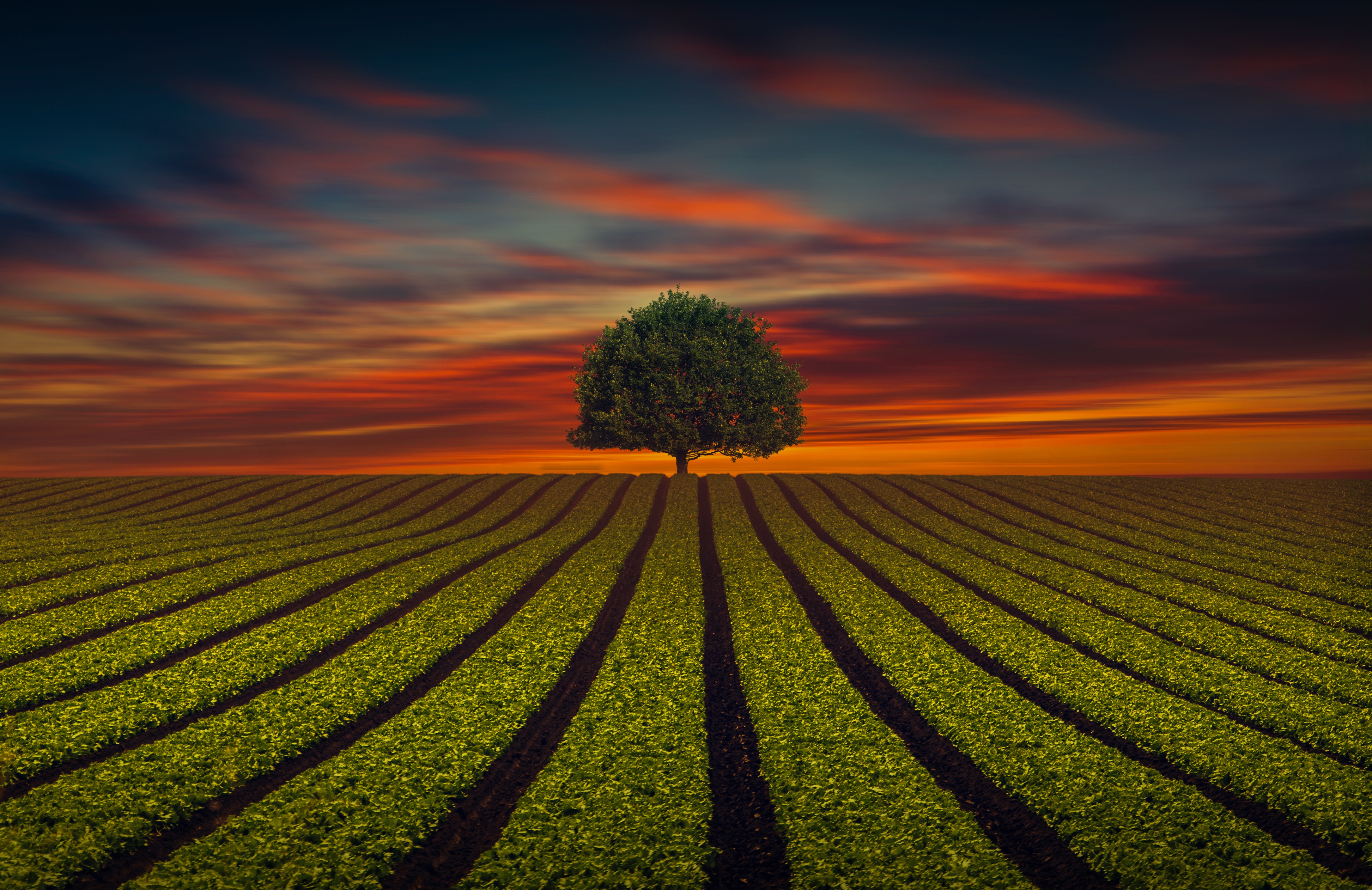 Download mobile wallpaper Nature, Trees, Sunset, Tree, Earth, Field, Lonely Tree for free.