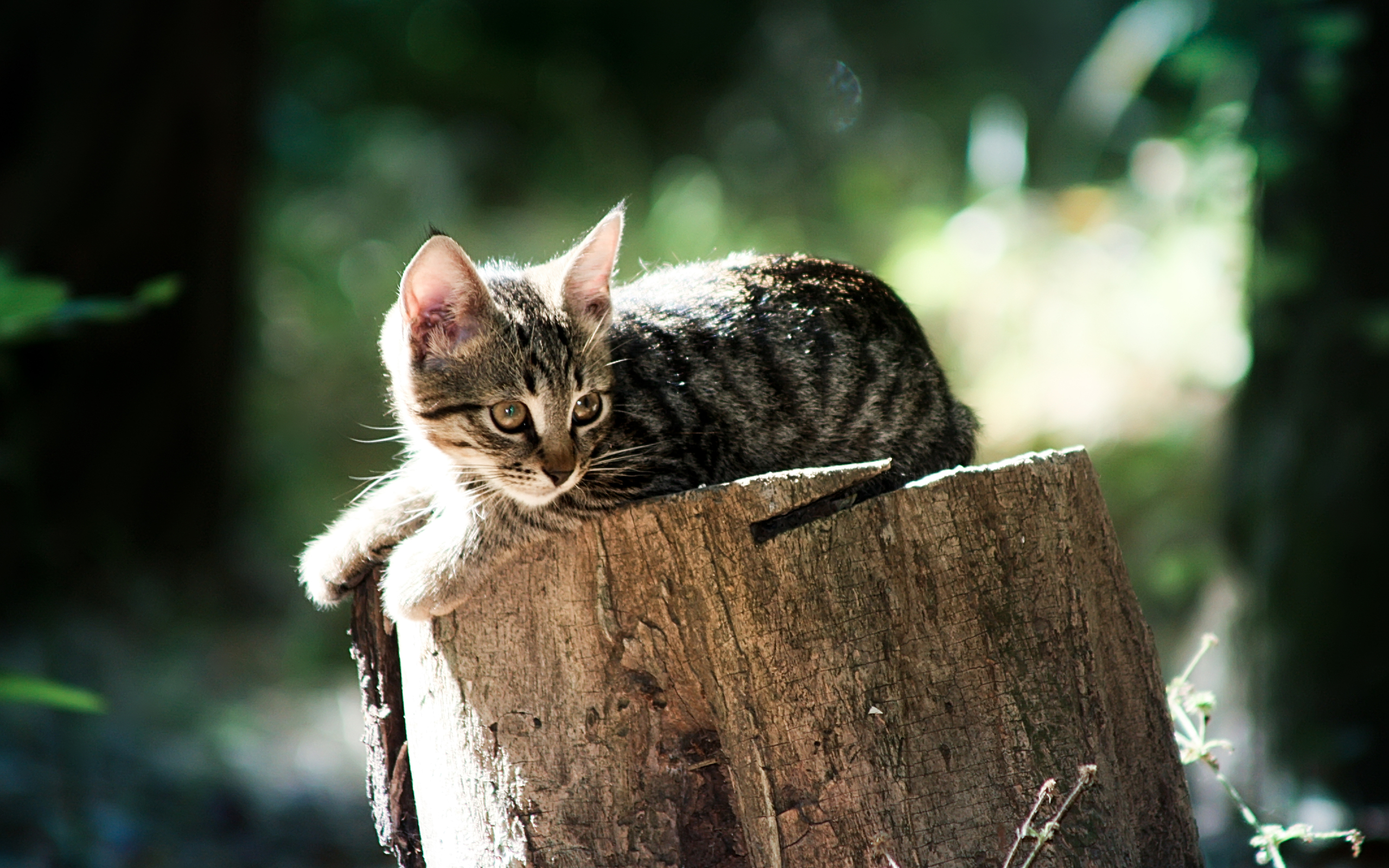 Handy-Wallpaper Tiere, Katze kostenlos herunterladen.