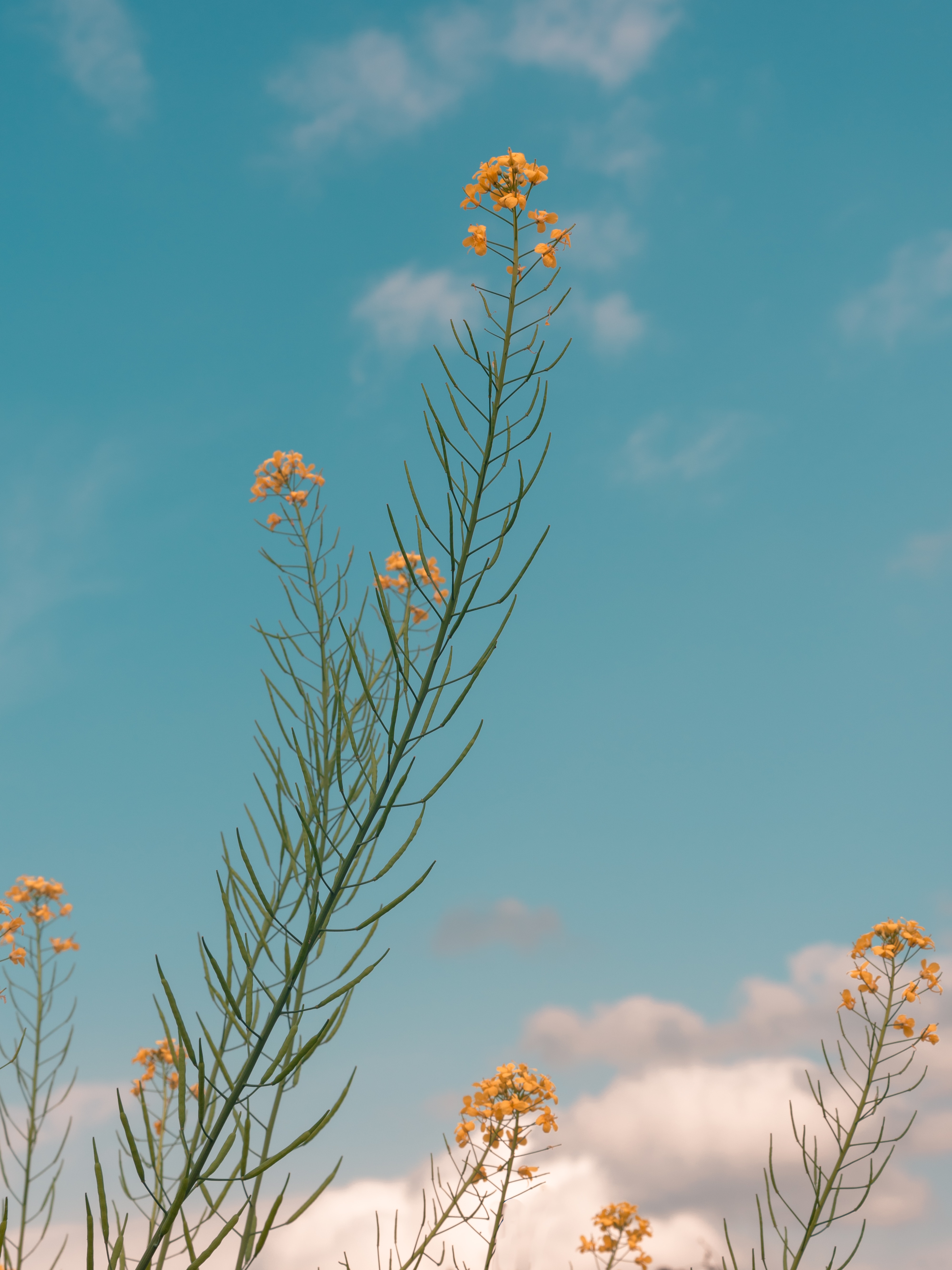 plant, flowers, summer, yellow 4K, Ultra HD