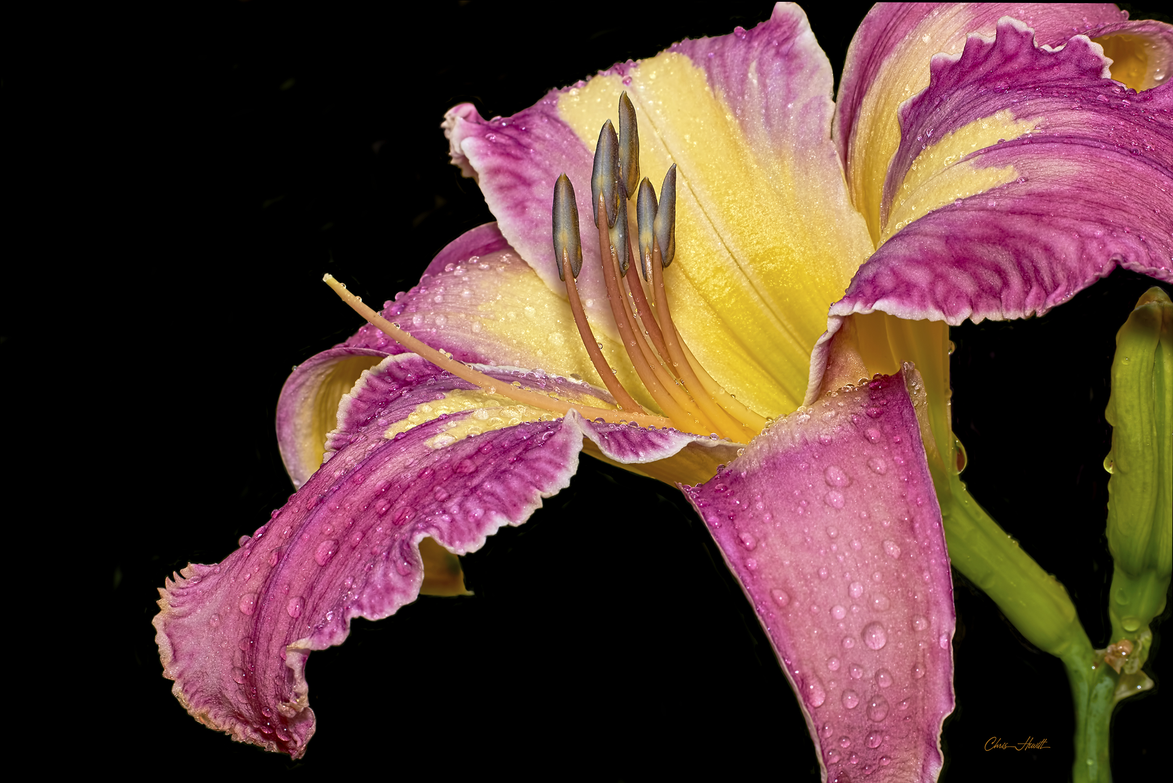 earth, lily, daylily, flower, flowers