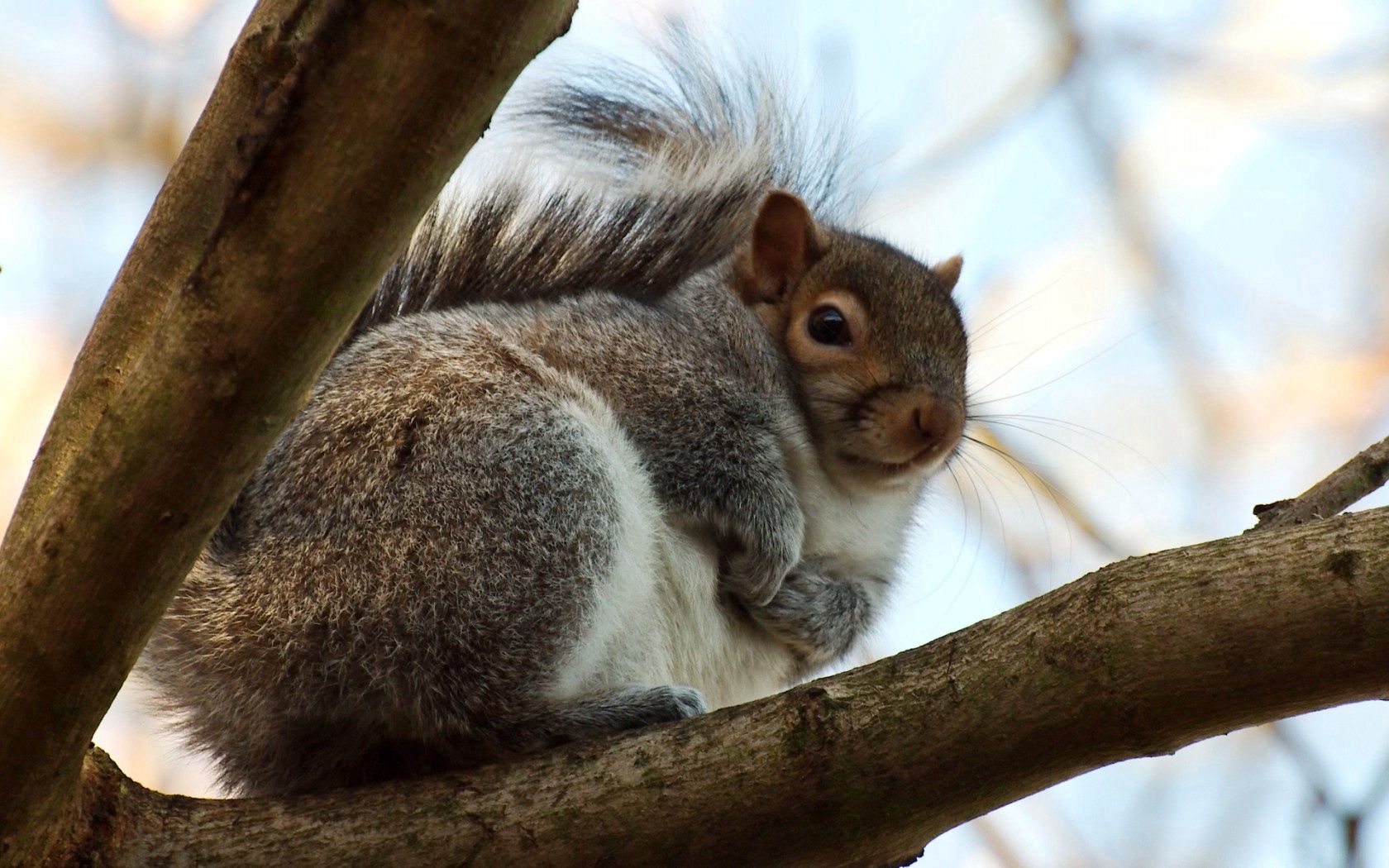 animals, squirrel, wood, tree, branches, fat, thick