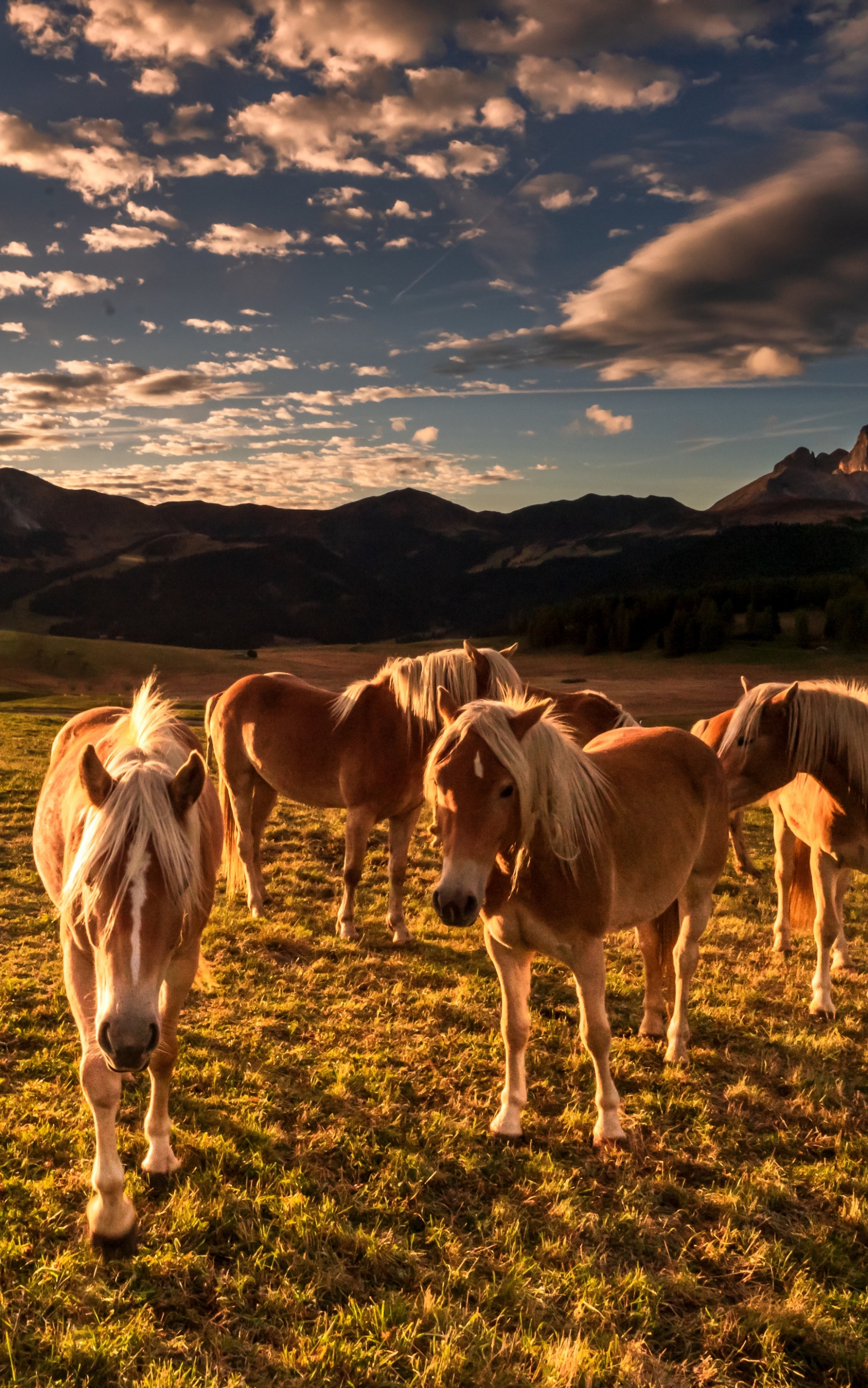 Скачать картинку Животные, Италия, Лошадь, Доломитовые Альпы в телефон бесплатно.