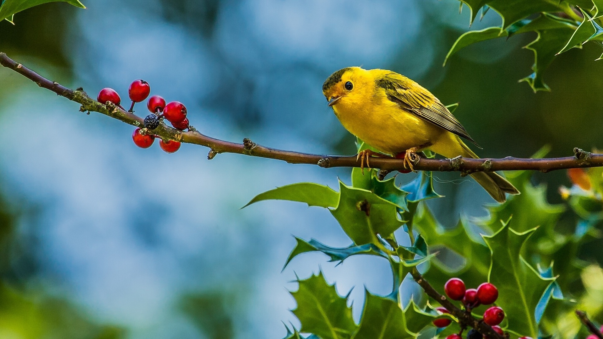 animal, yellow warbler