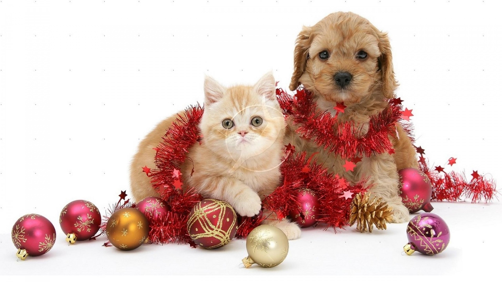 Handy-Wallpaper Tiere, Dekoration, Weihnachten, Katze, Hund, Flitter, Katz & Hund kostenlos herunterladen.