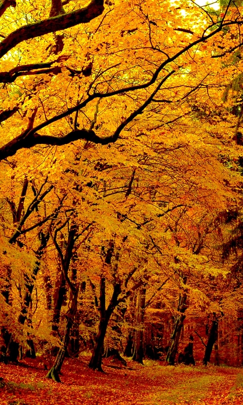 Handy-Wallpaper Natur, Herbst, Wald, Pfad, Erde/natur kostenlos herunterladen.