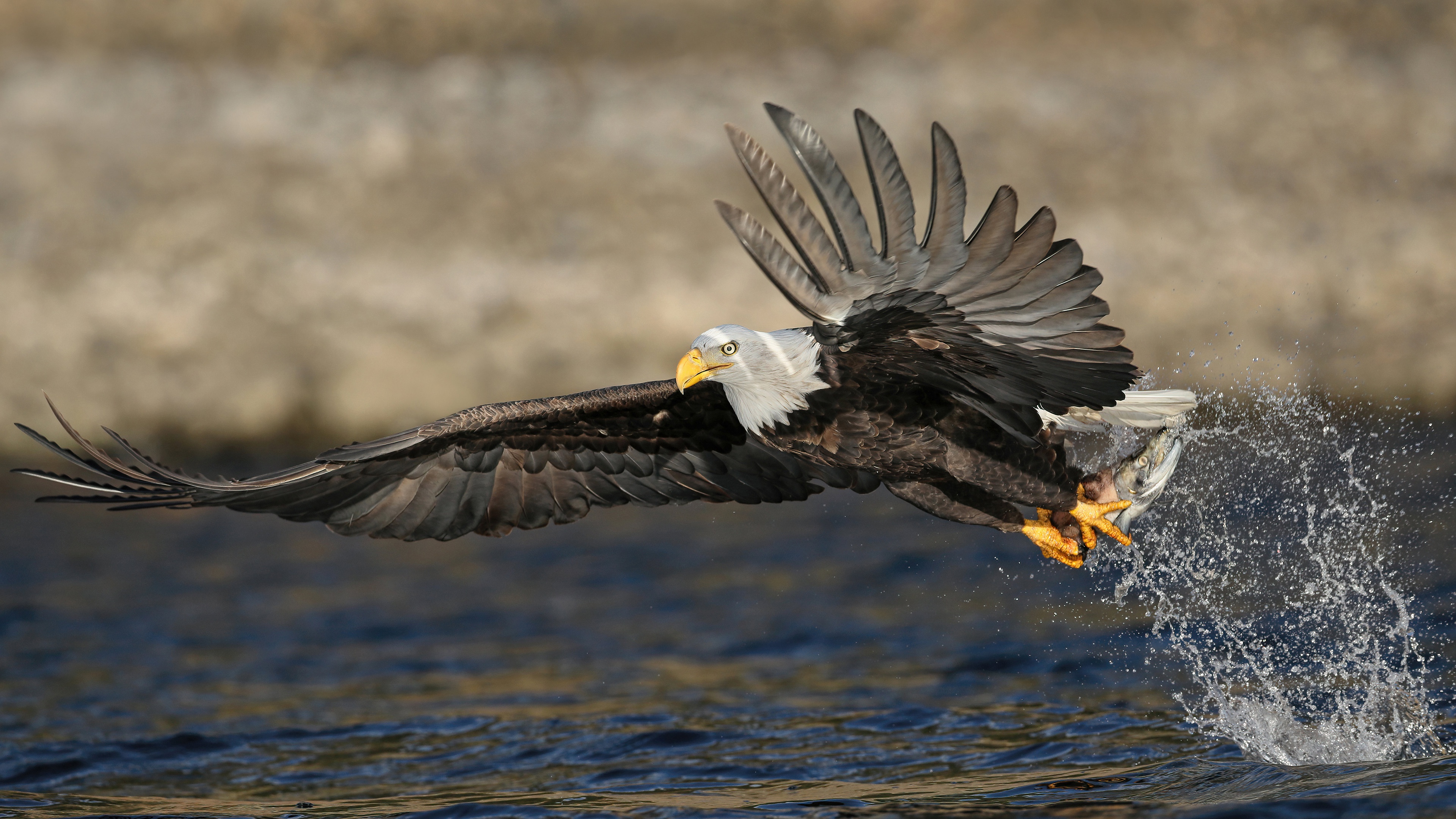 Download mobile wallpaper Birds, Bird, Animal, Wings, Bald Eagle for free.