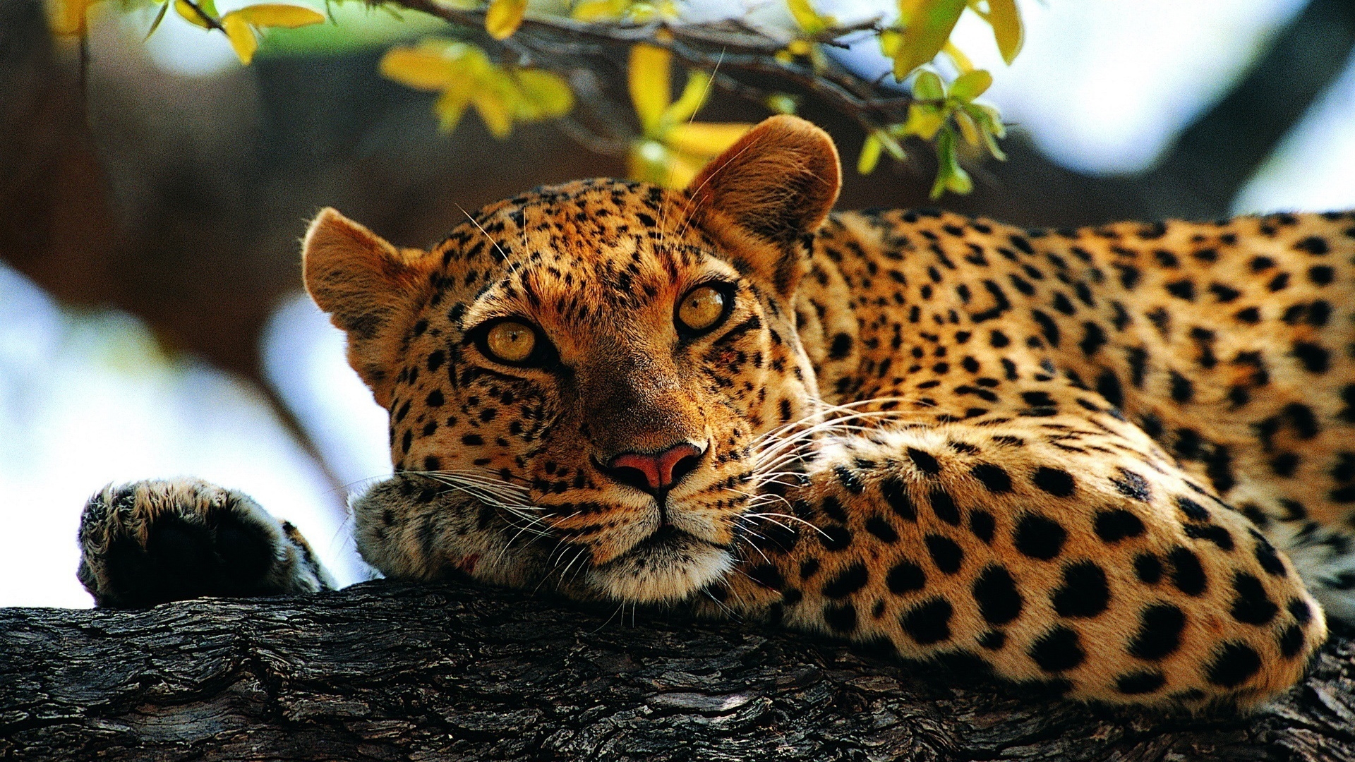 Download mobile wallpaper Leopard, Animal for free.