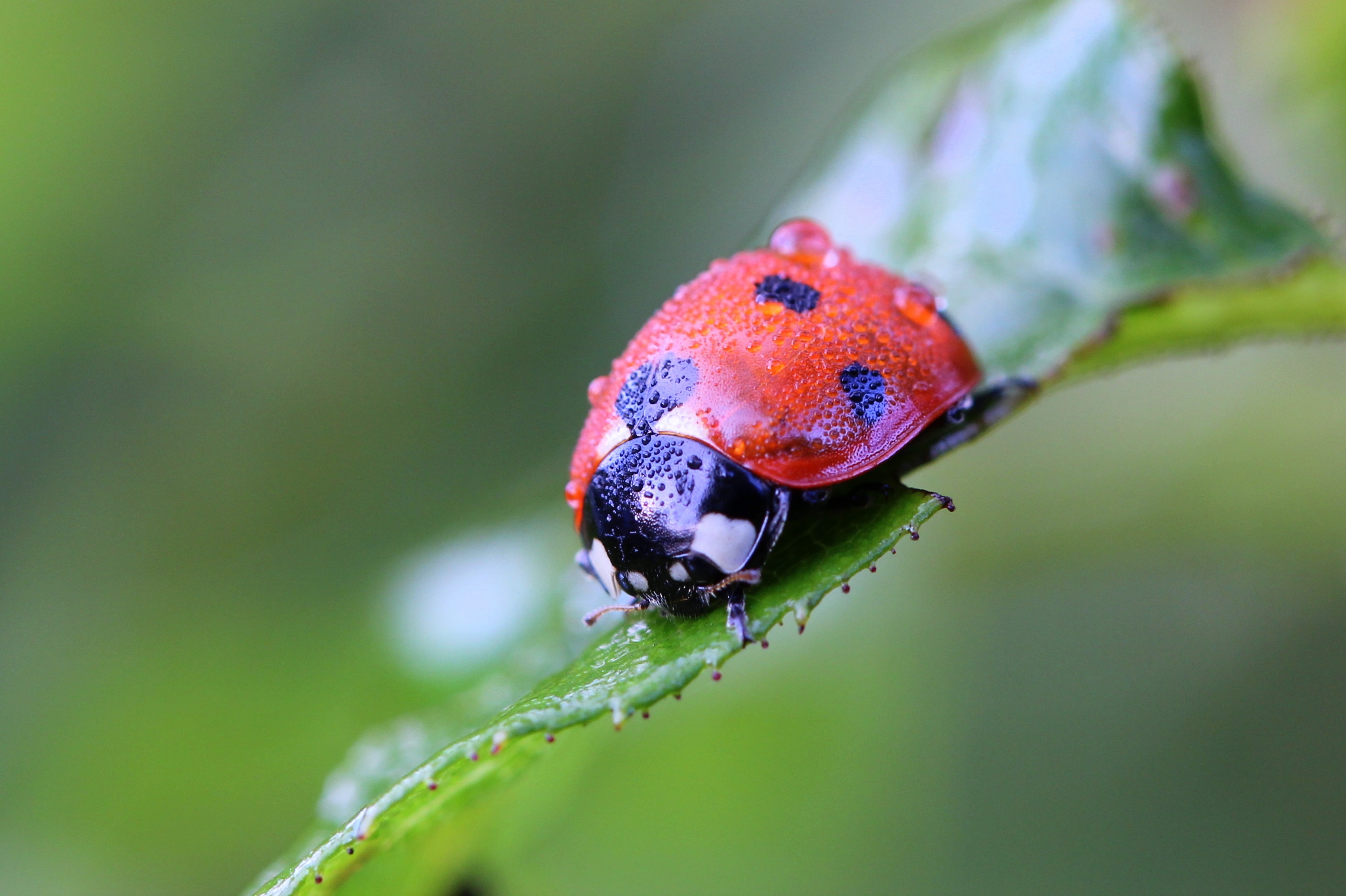ladybug, macro, close up, insect, ladybird wallpapers for tablet