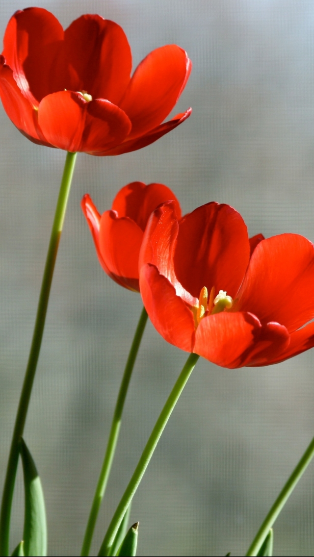 Download mobile wallpaper Flowers, Earth, Tulip for free.