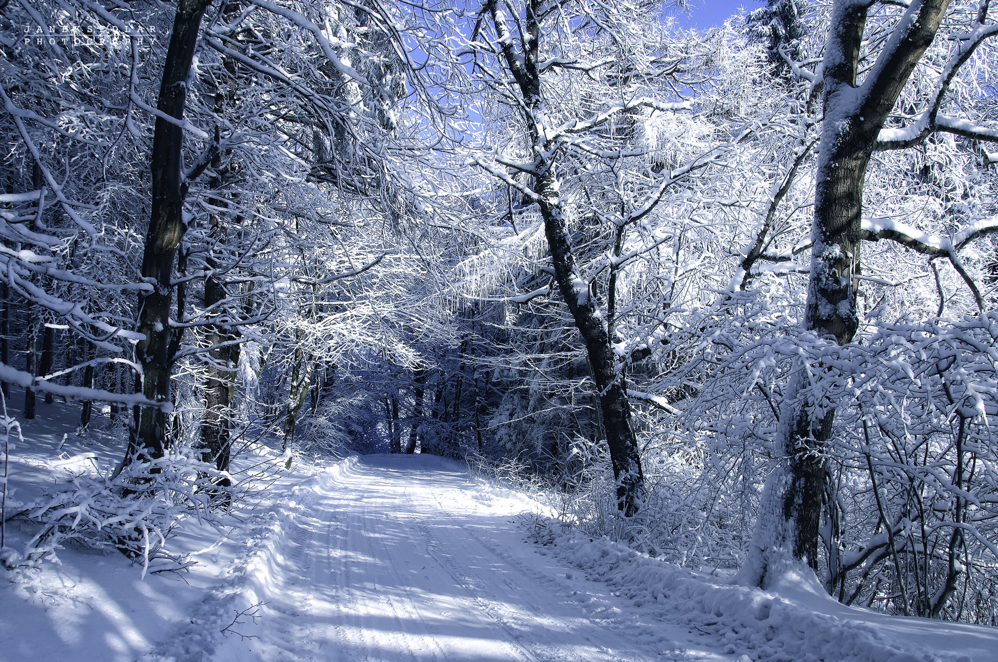 Laden Sie das Roads, Landschaft, Bäume, Schnee, Winter-Bild kostenlos auf Ihren PC-Desktop herunter