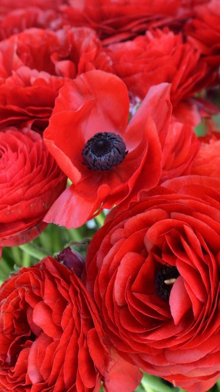 Descarga gratuita de fondo de pantalla para móvil de Flores, Flor, Tierra/naturaleza.