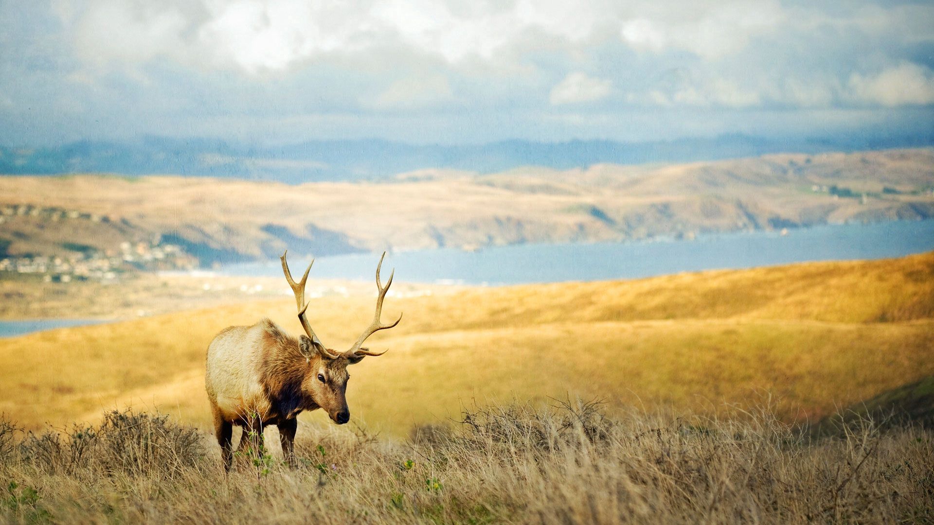 Free download wallpaper Grass, Lake, Hills, Horns, Animals, Deer on your PC desktop