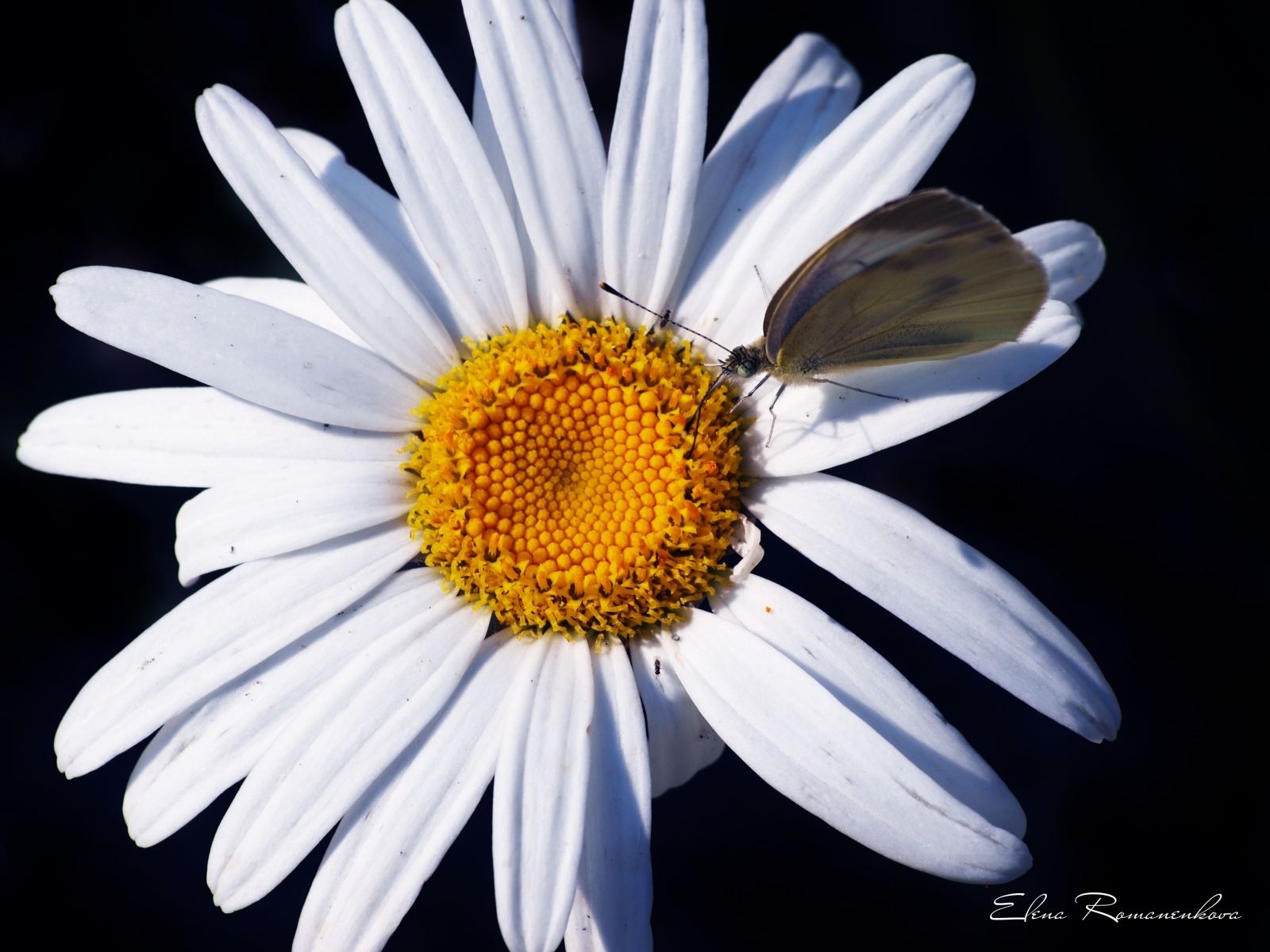 Download mobile wallpaper Camomile, Plants, Flowers, Insects, Butterflies for free.