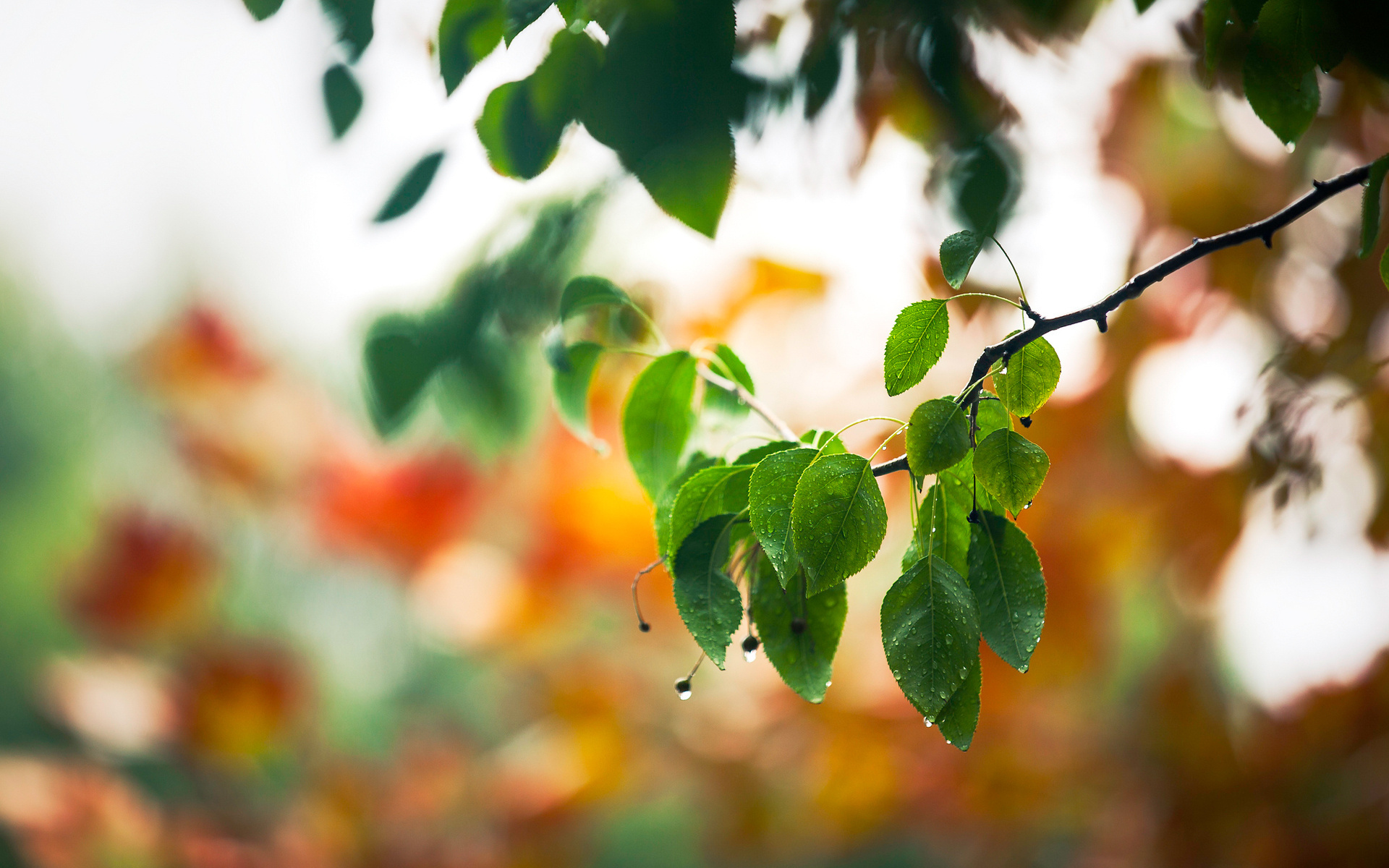 Free download wallpaper Leaf, Earth on your PC desktop