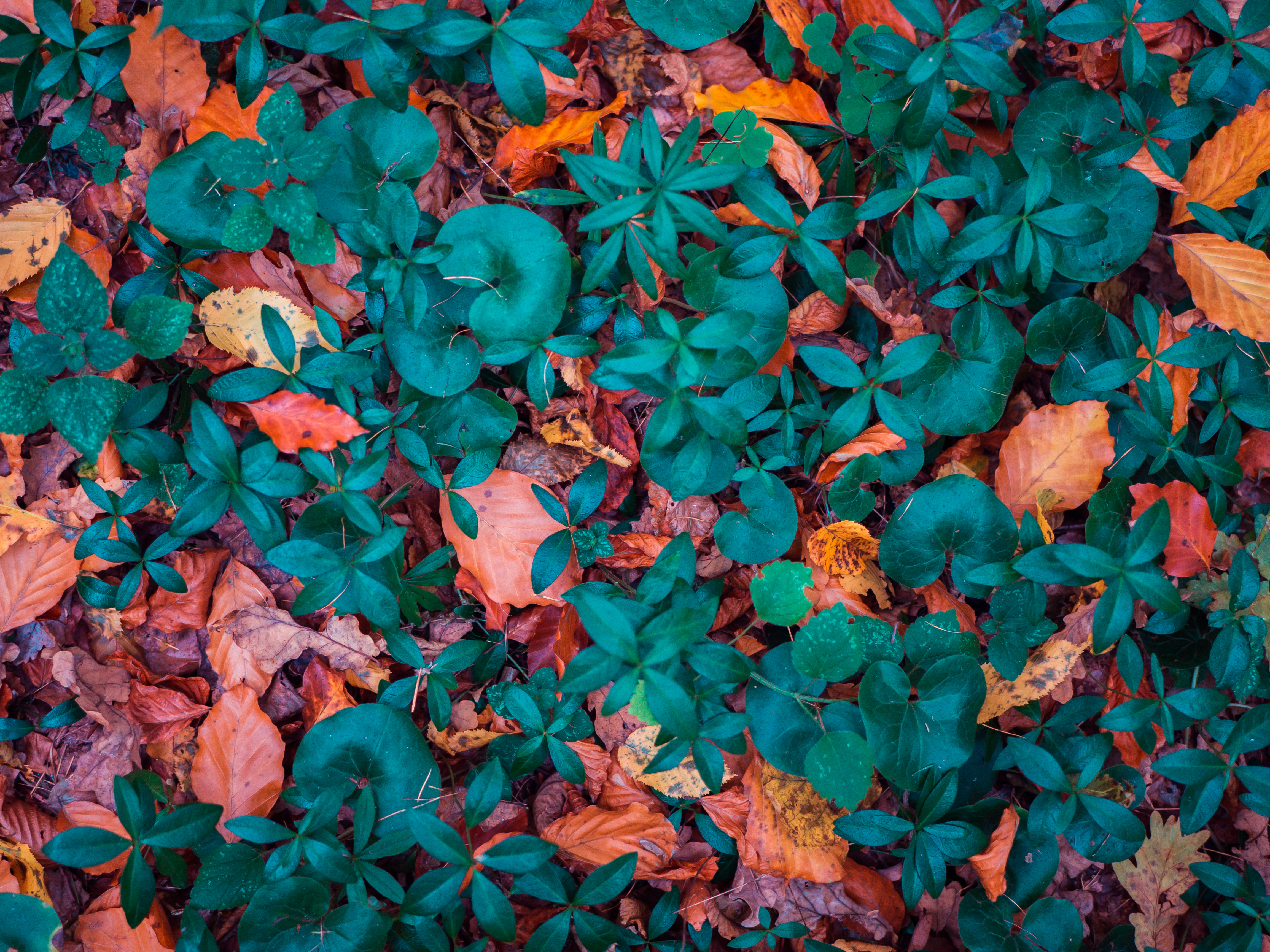 Download mobile wallpaper Form, Leaves, Fallen, Nature, Autumn, Forms for free.