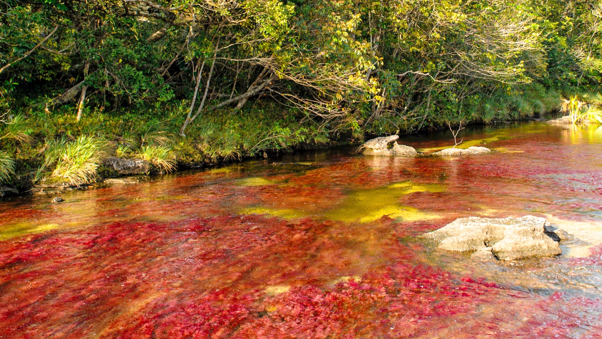 642361 baixar papel de parede terra/natureza, caño cristales - protetores de tela e imagens gratuitamente